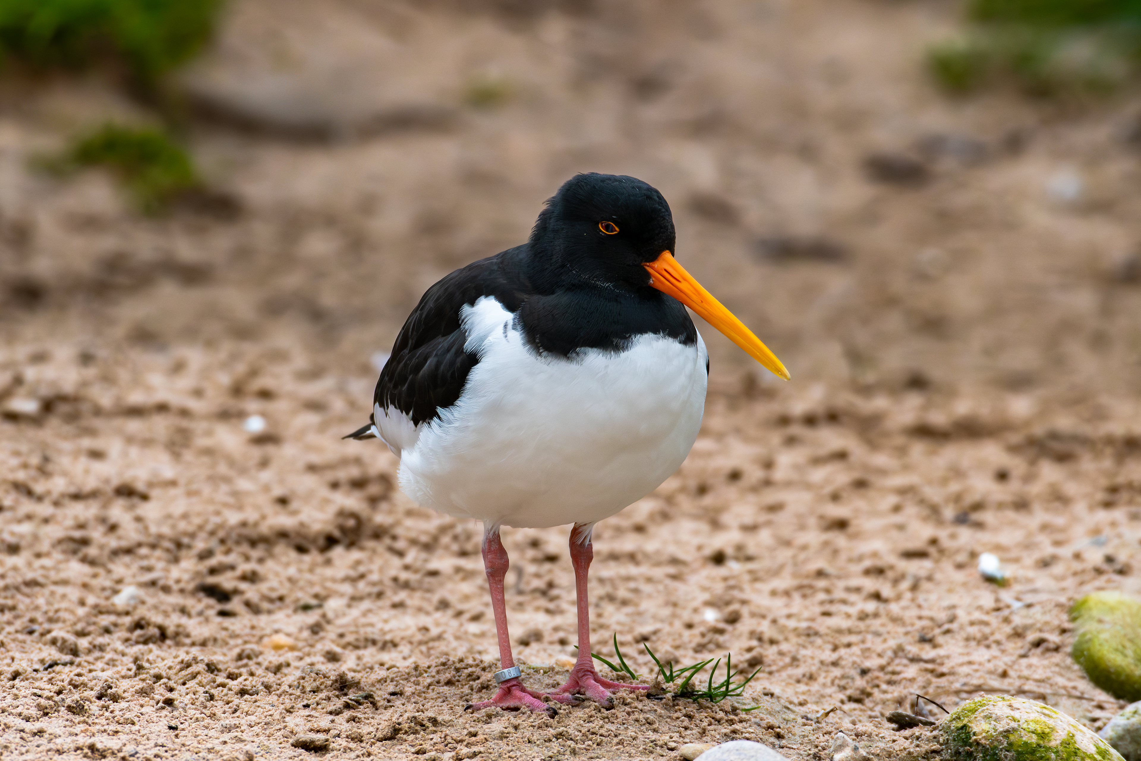 Oystercatcher