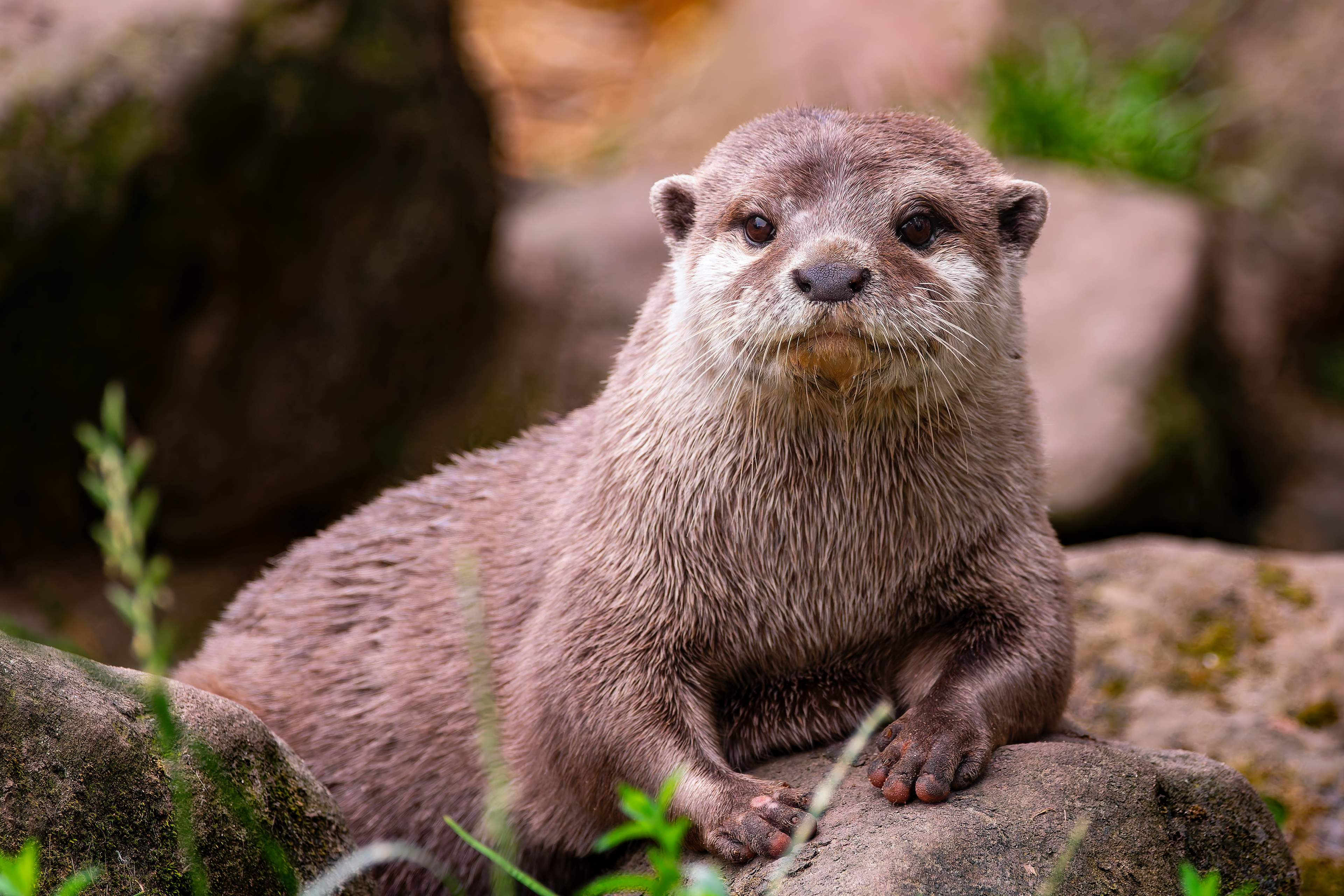 Clawed Otter