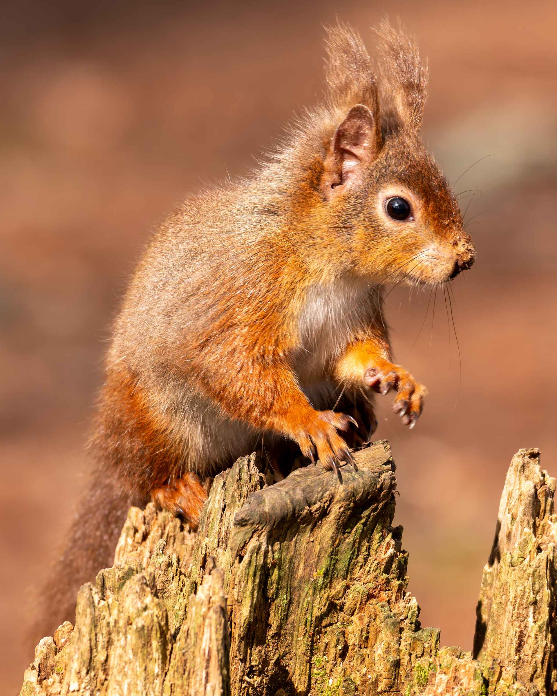 Red Squirrel