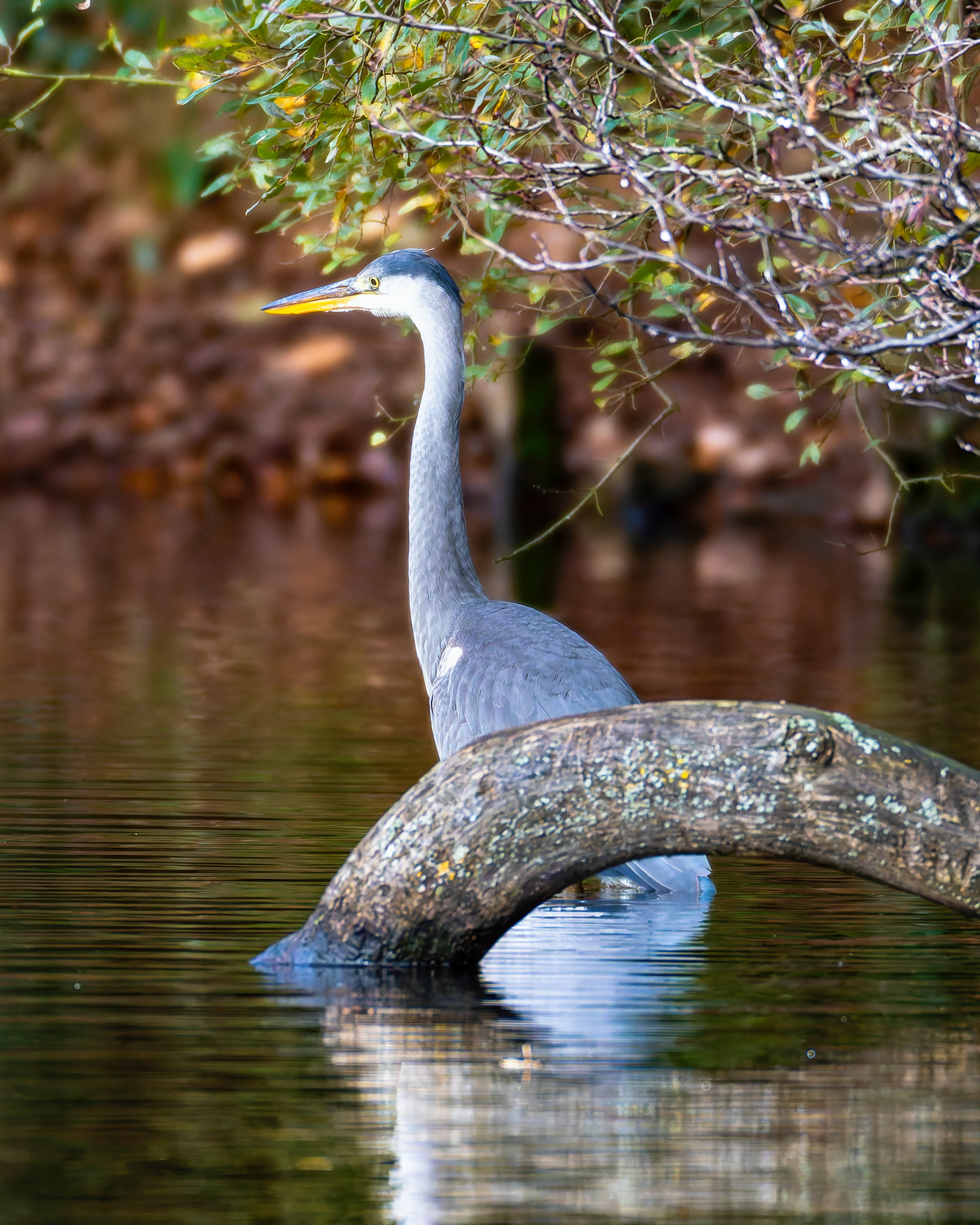 Grey Heron