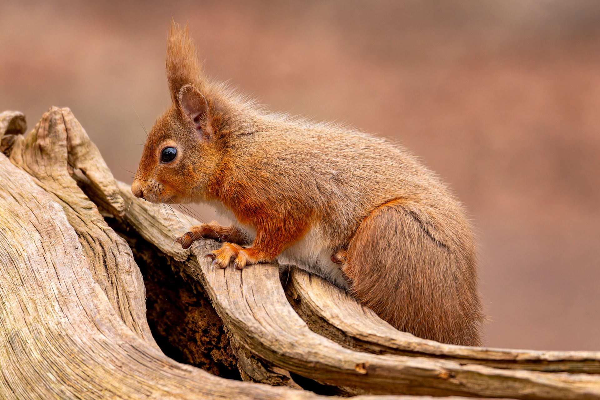 Red Squirrel