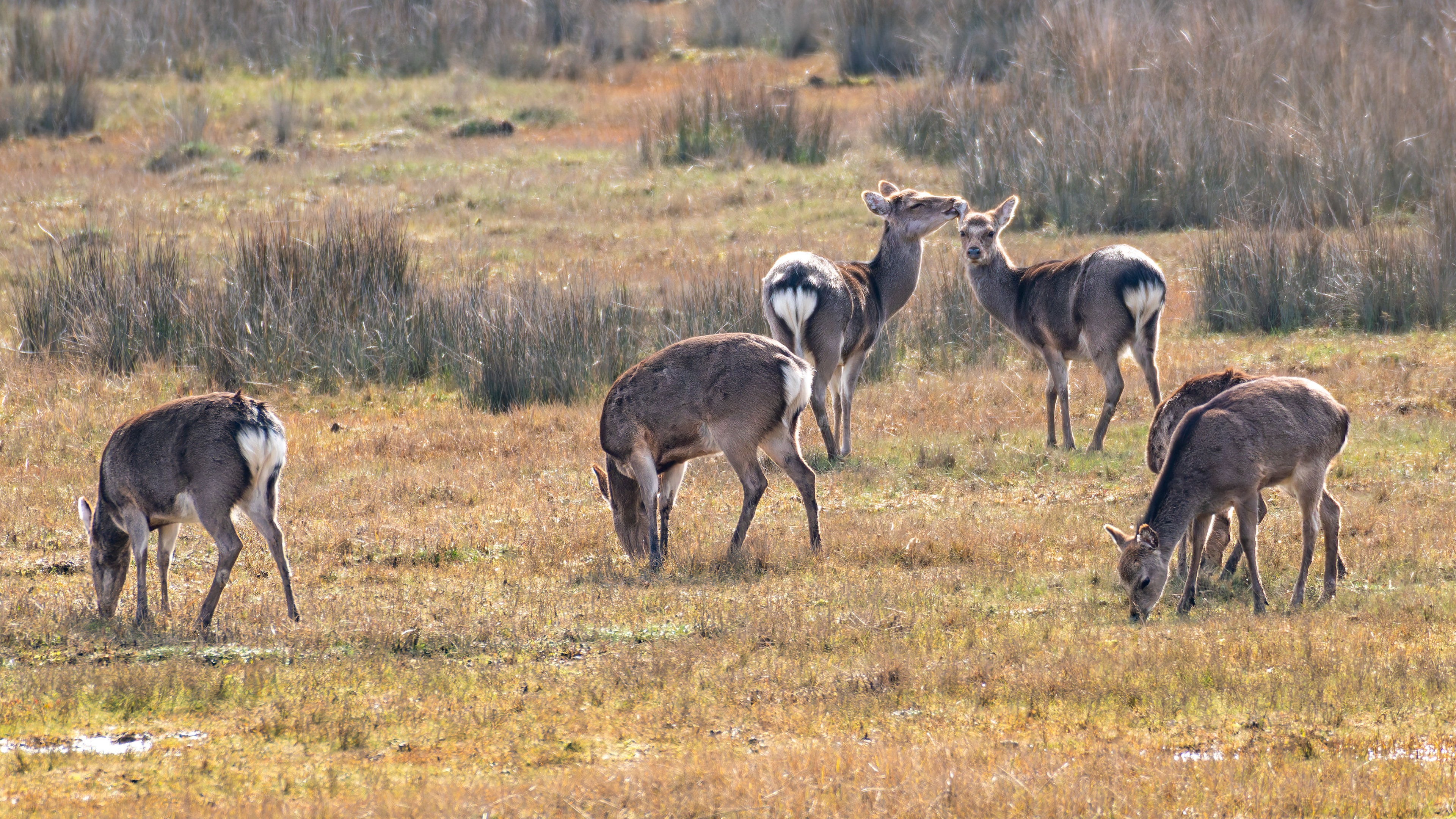 Sika Deers