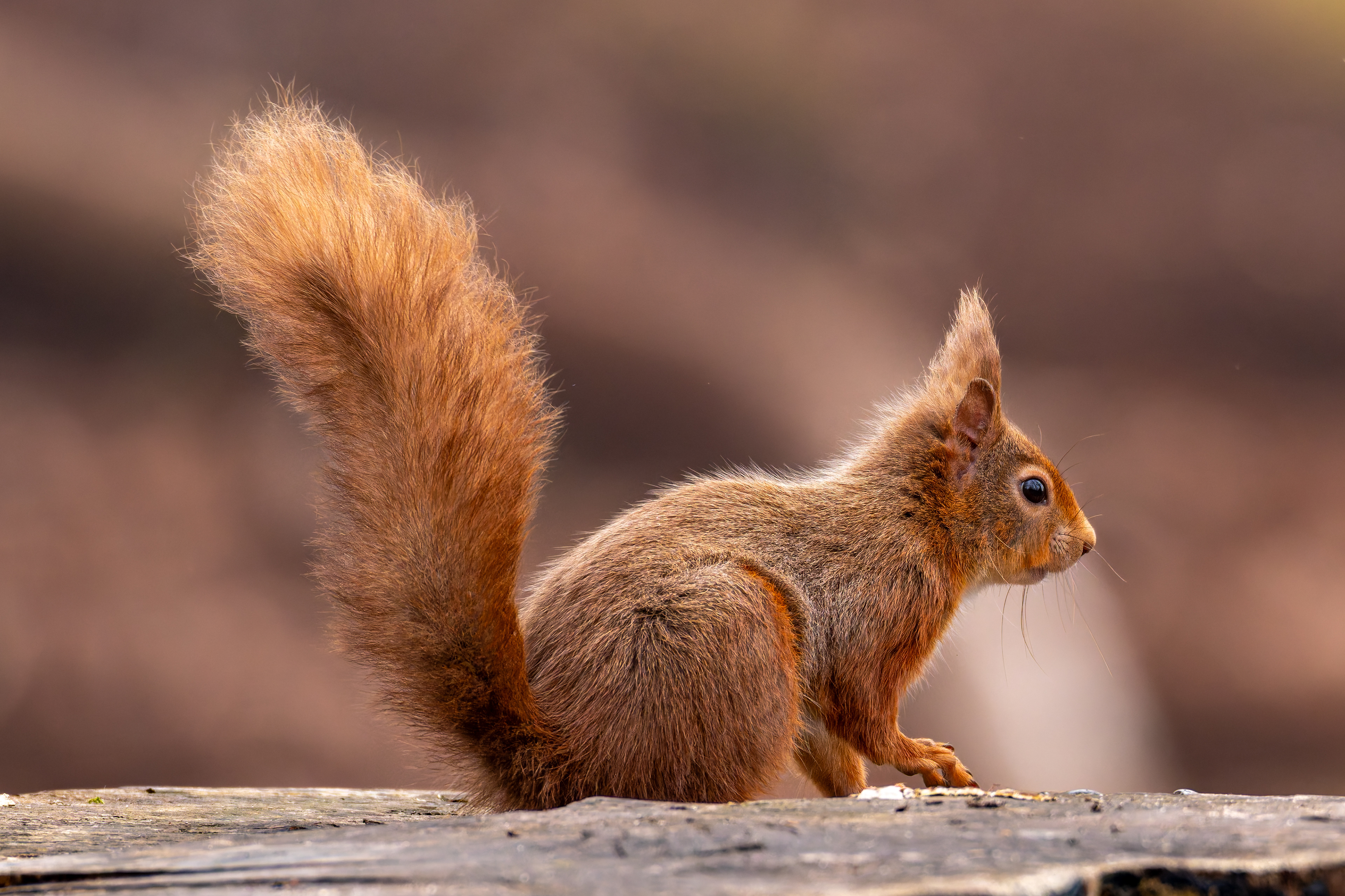 Red Squirrel