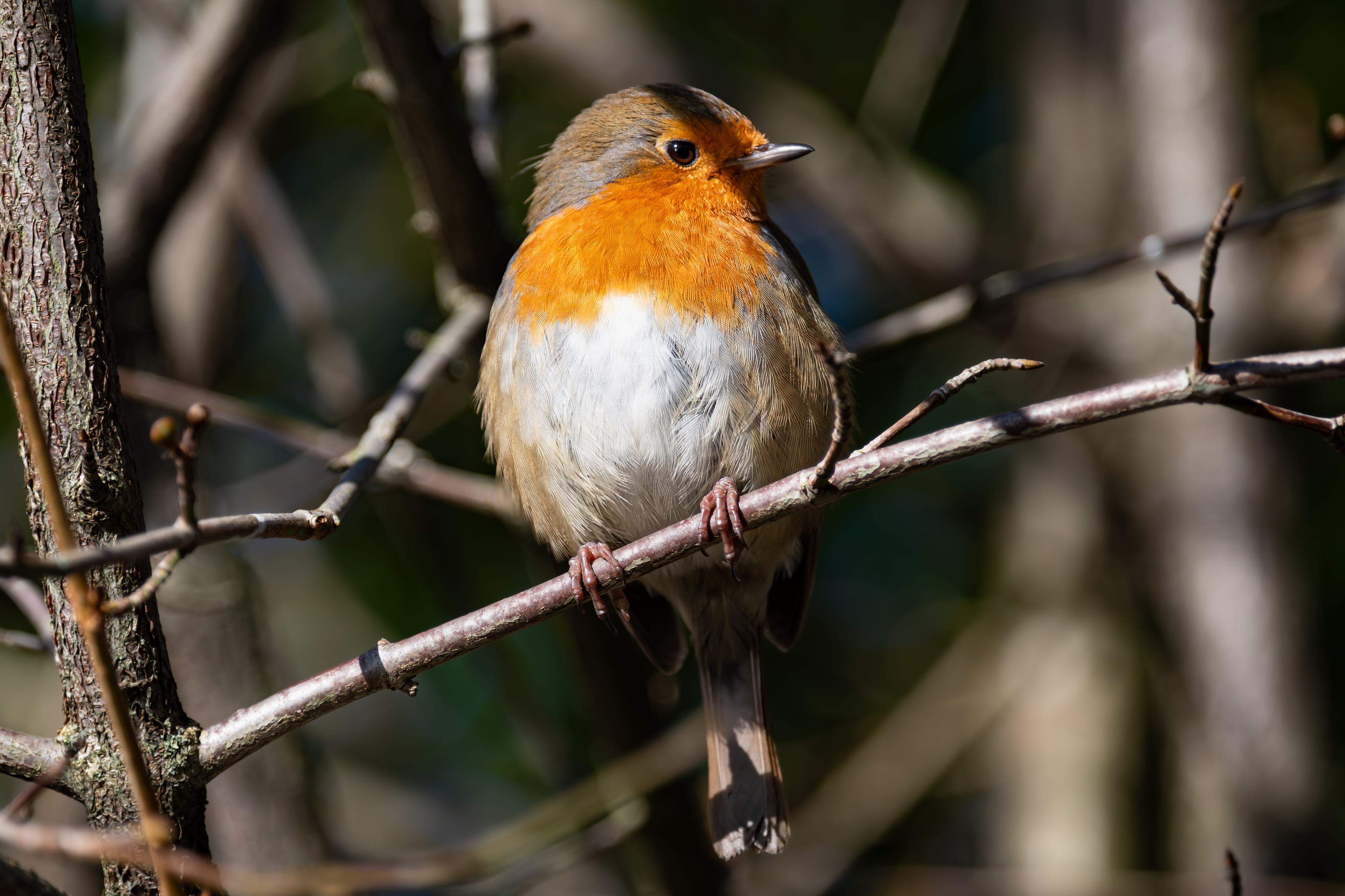 Robin