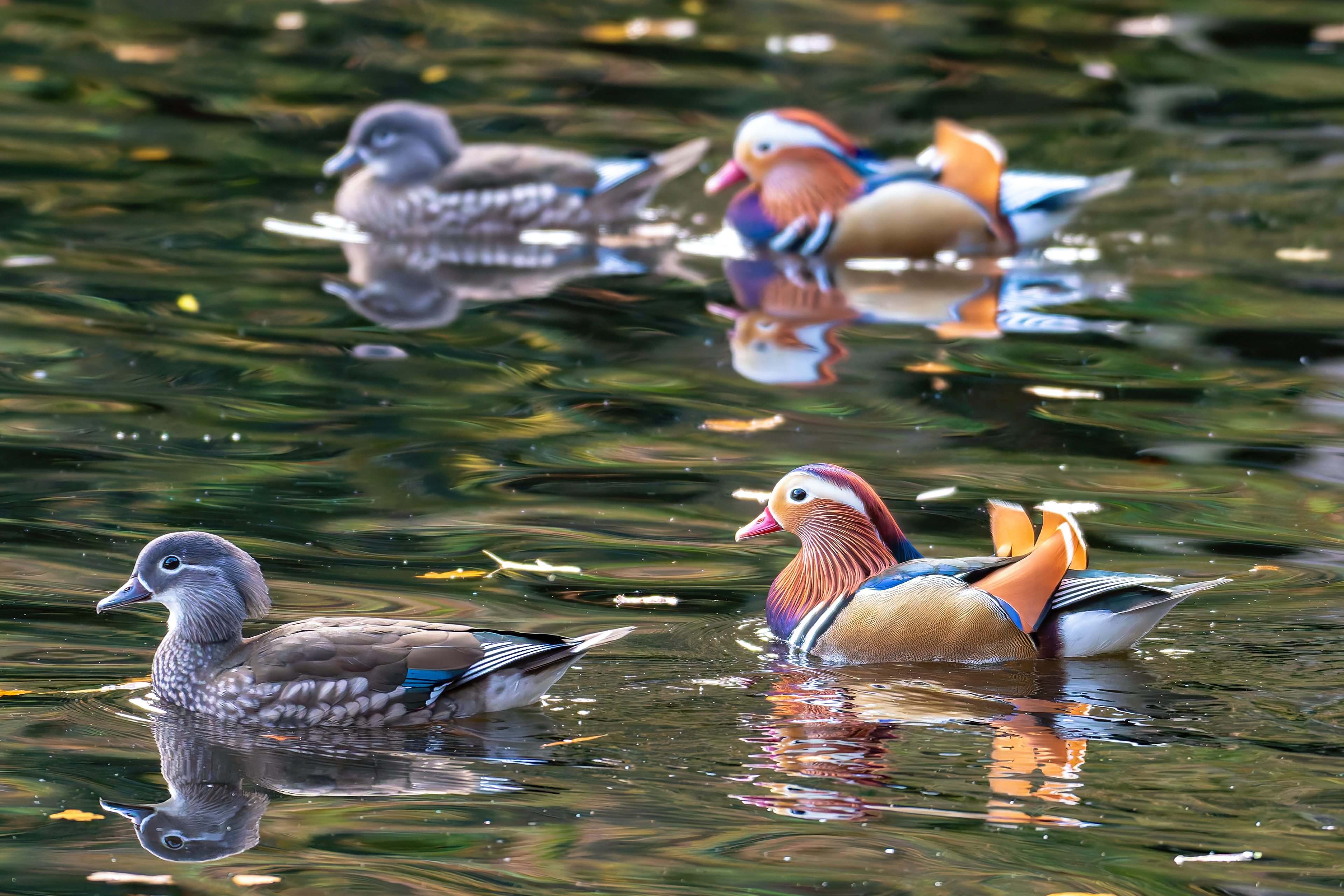 Mandarin Ducks