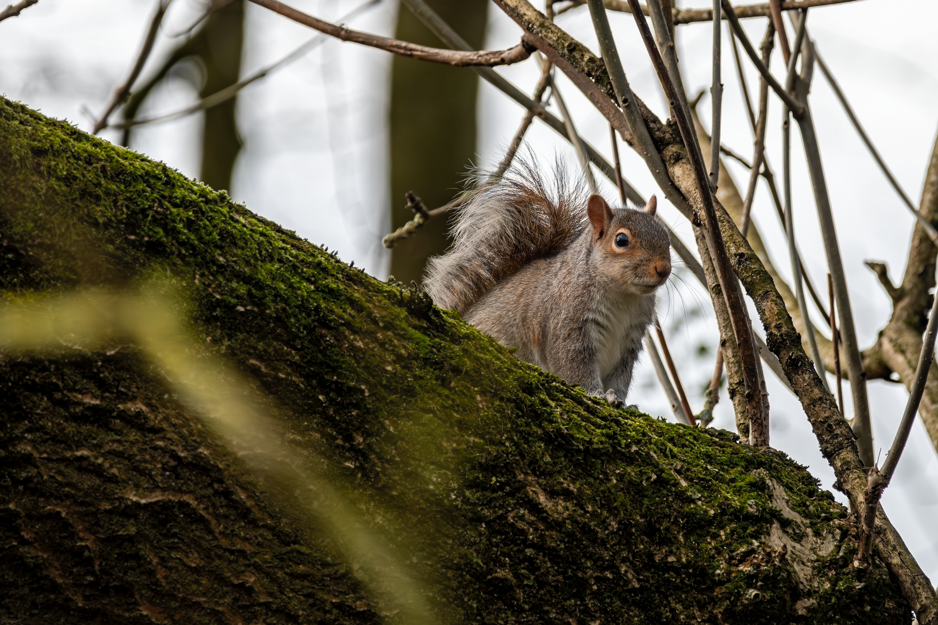 Grey Squirrel