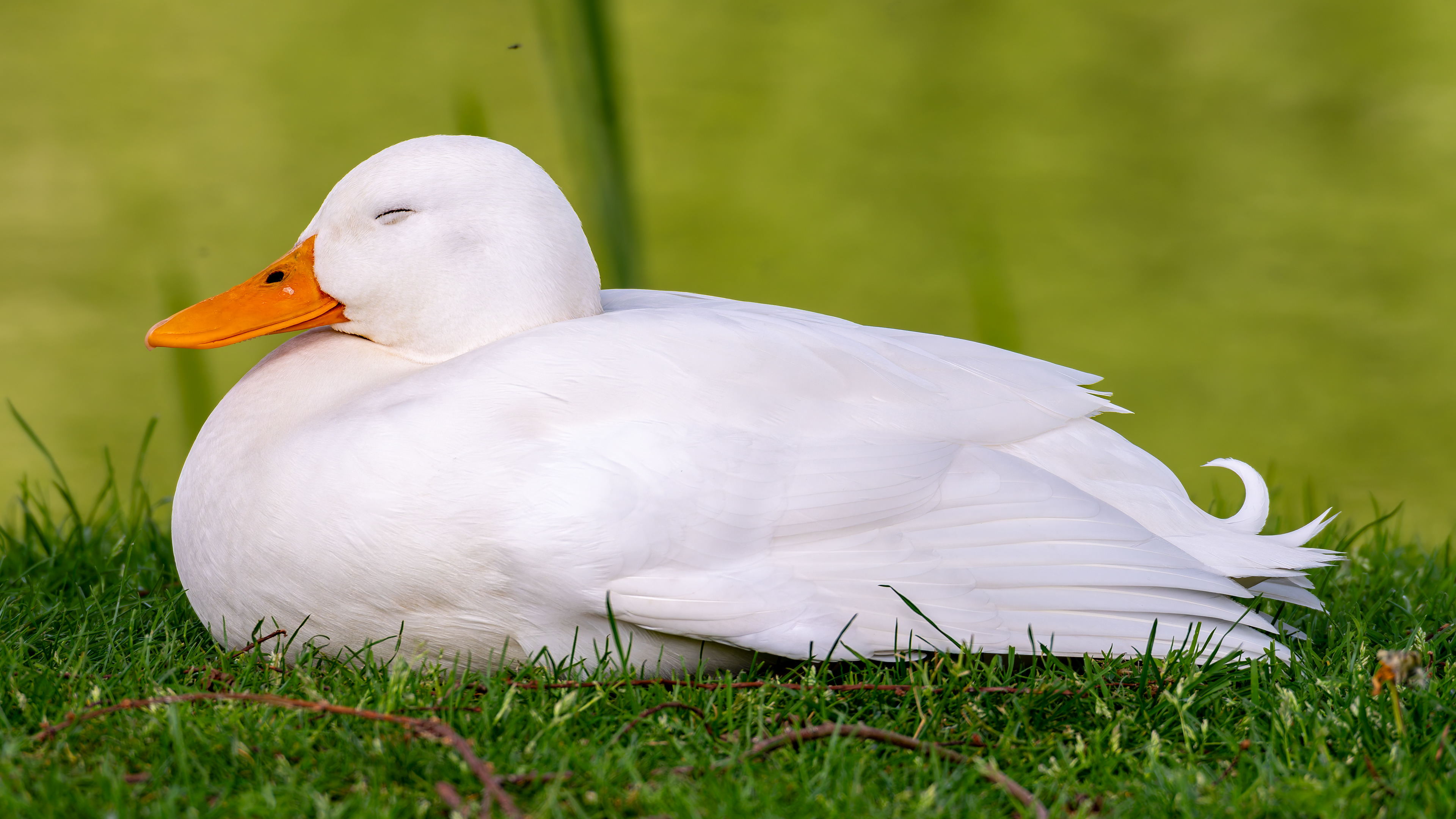 Domestic/Leucistic Mallard (?)