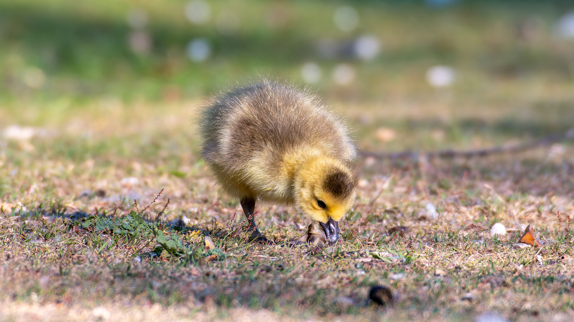 Canado Goose (Gosling)