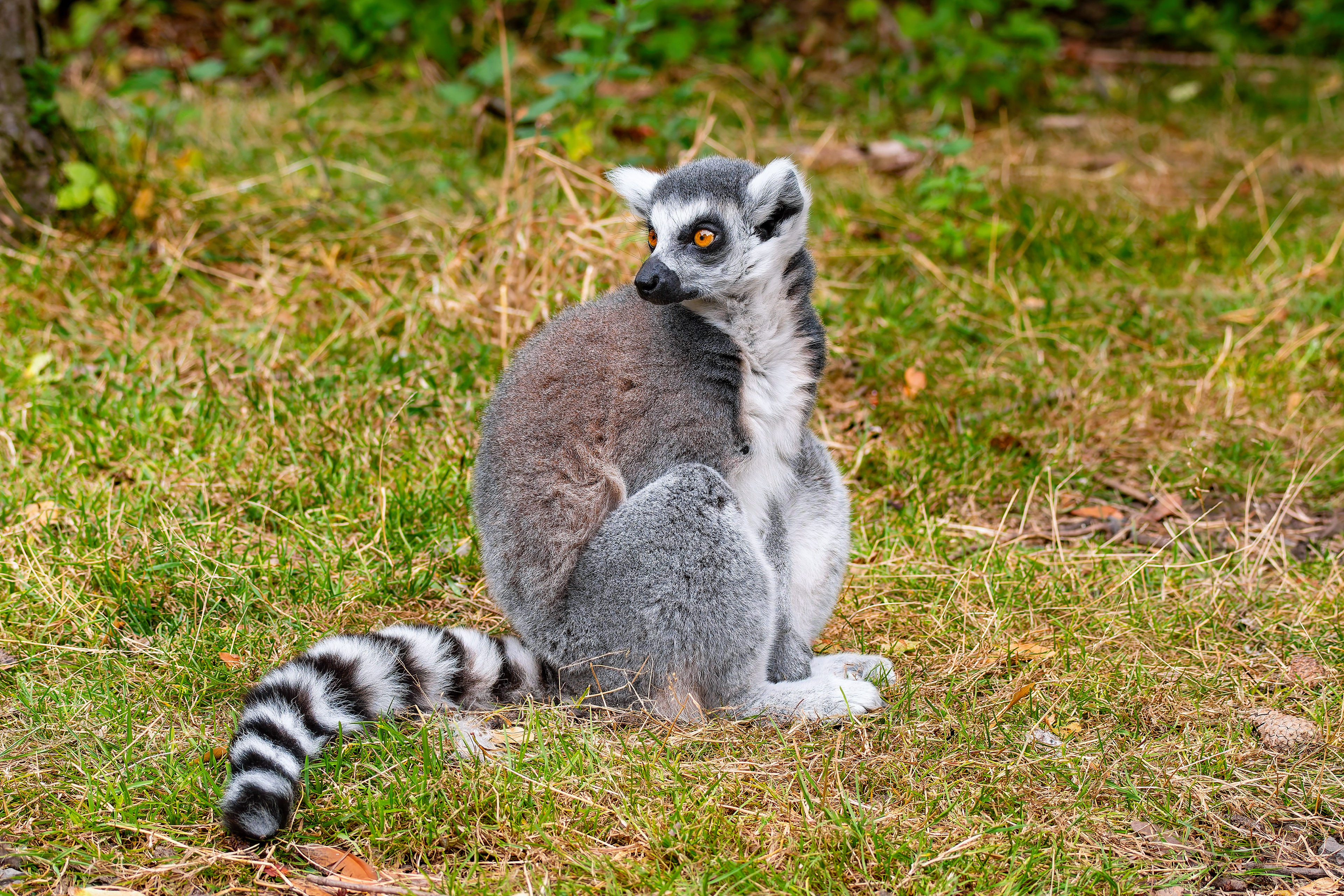 Ring-tailed Lemur