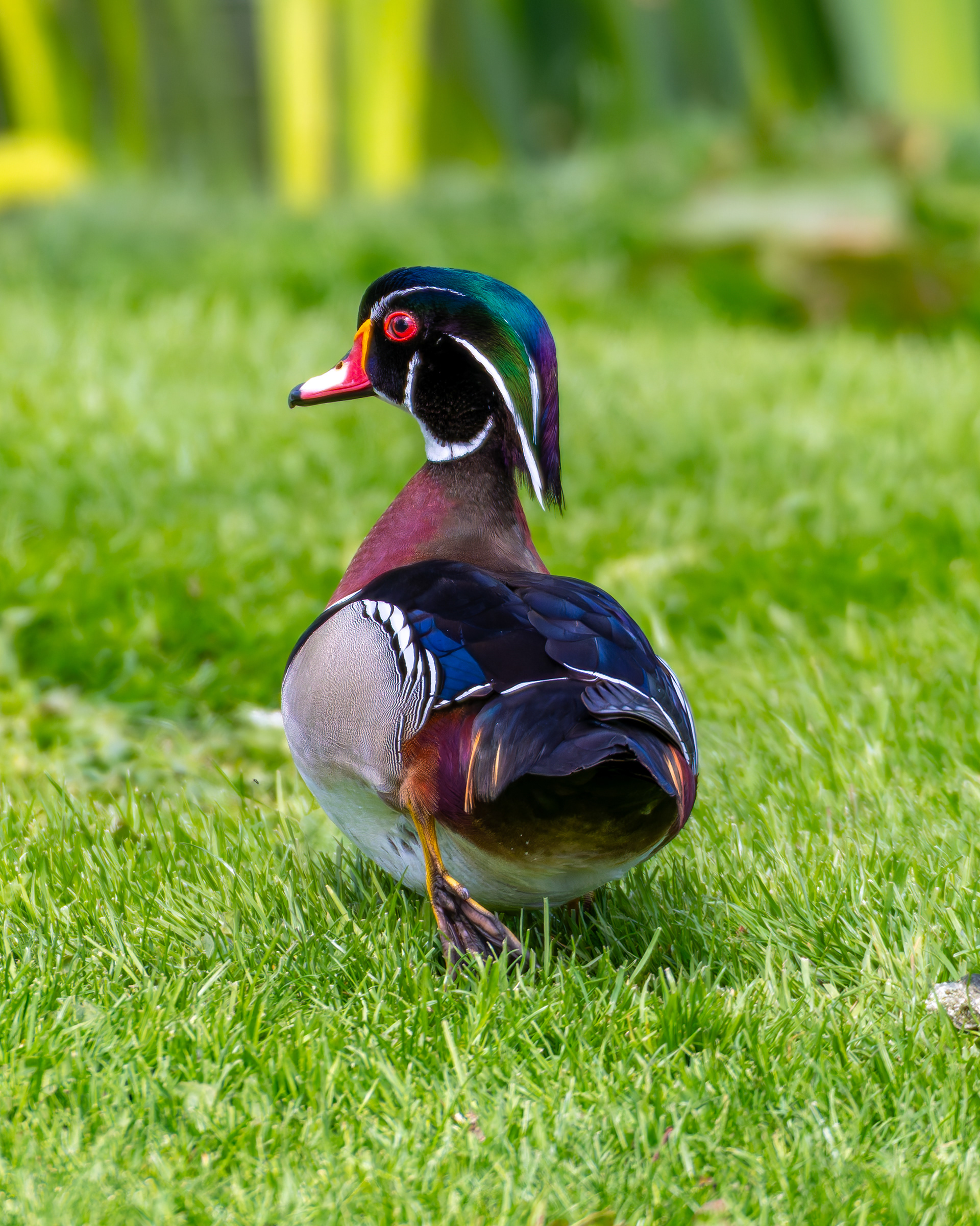 Wood Duck (Male)