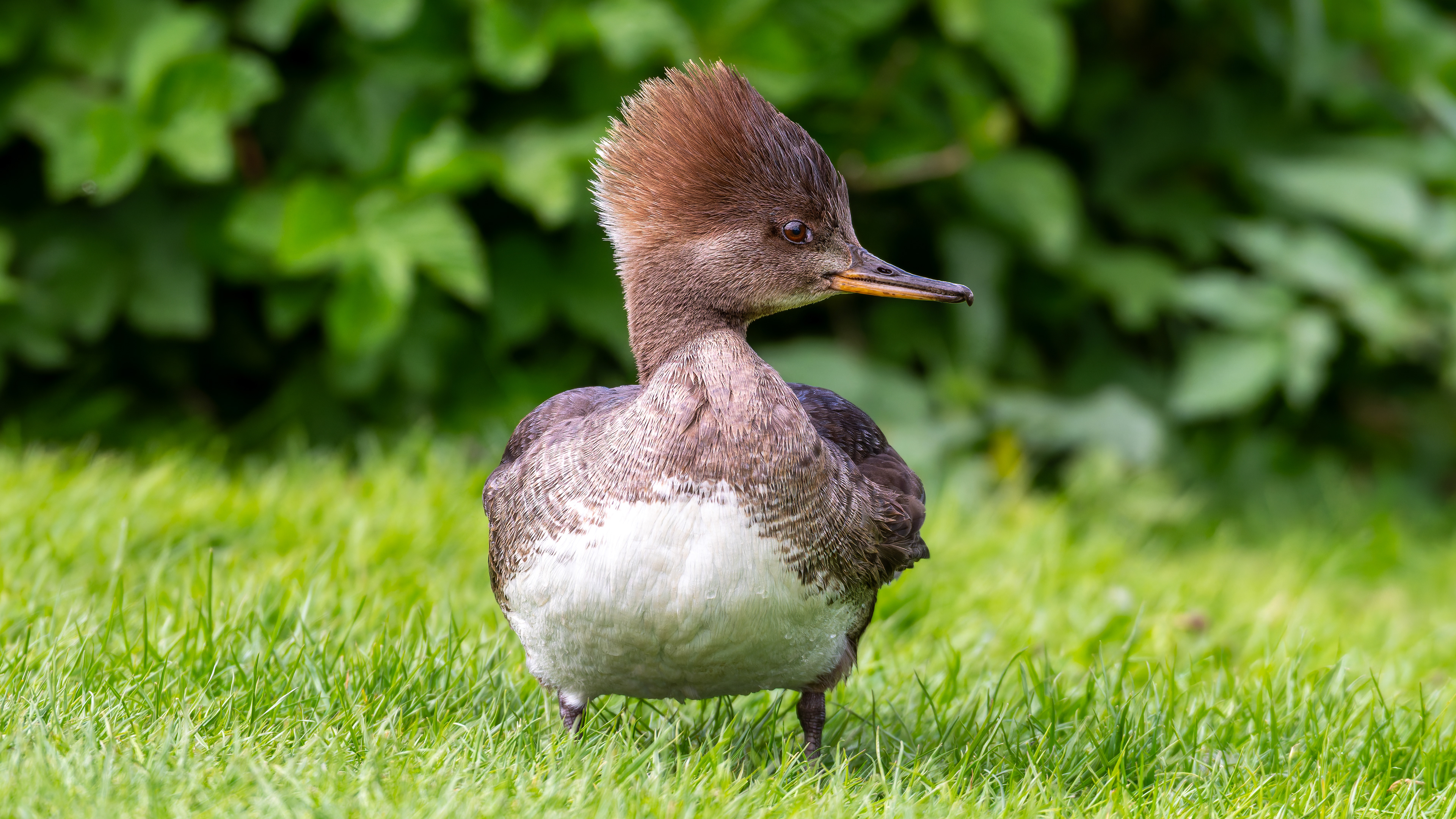 Hooded Merganser (Female)