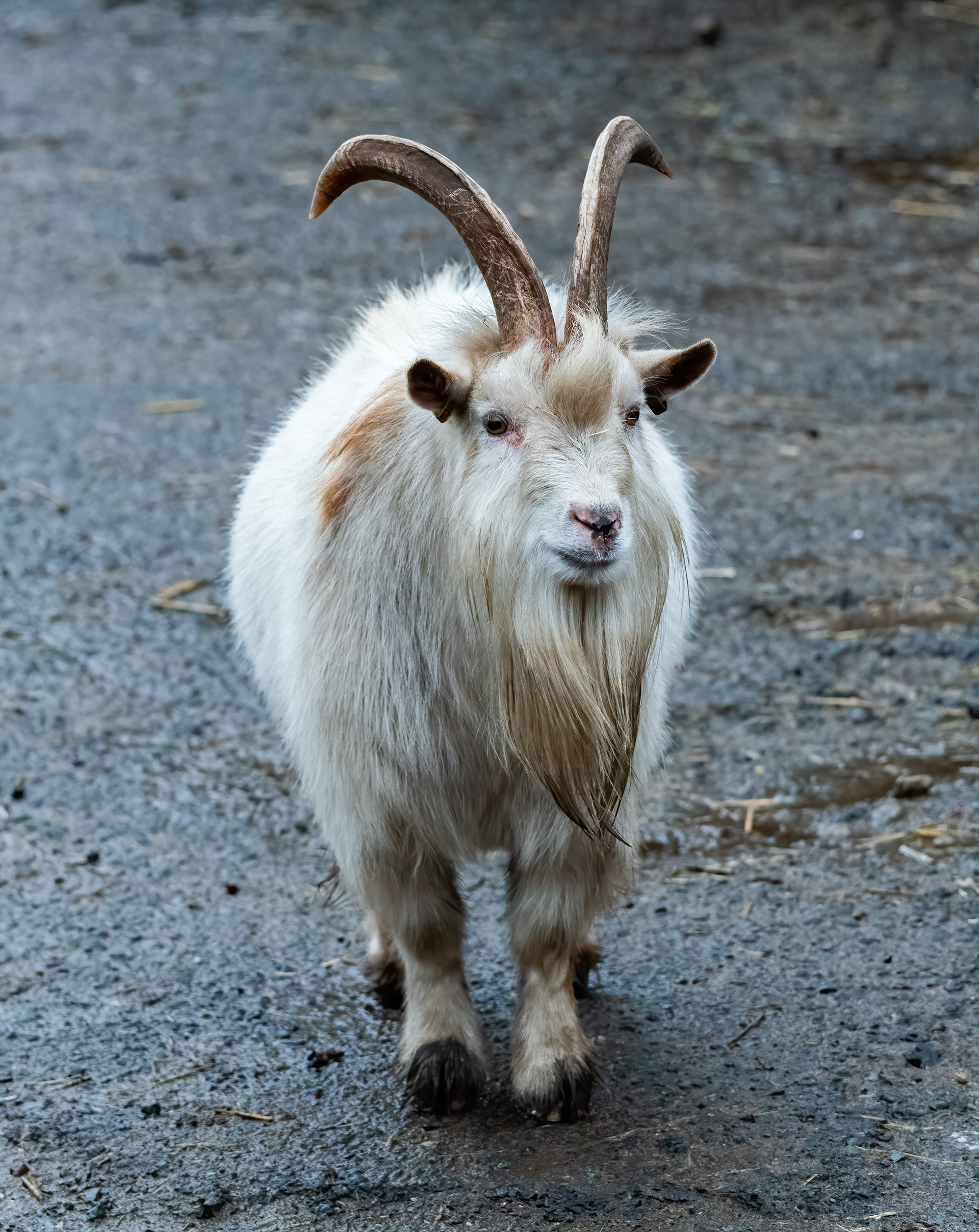 Pygmy Goat