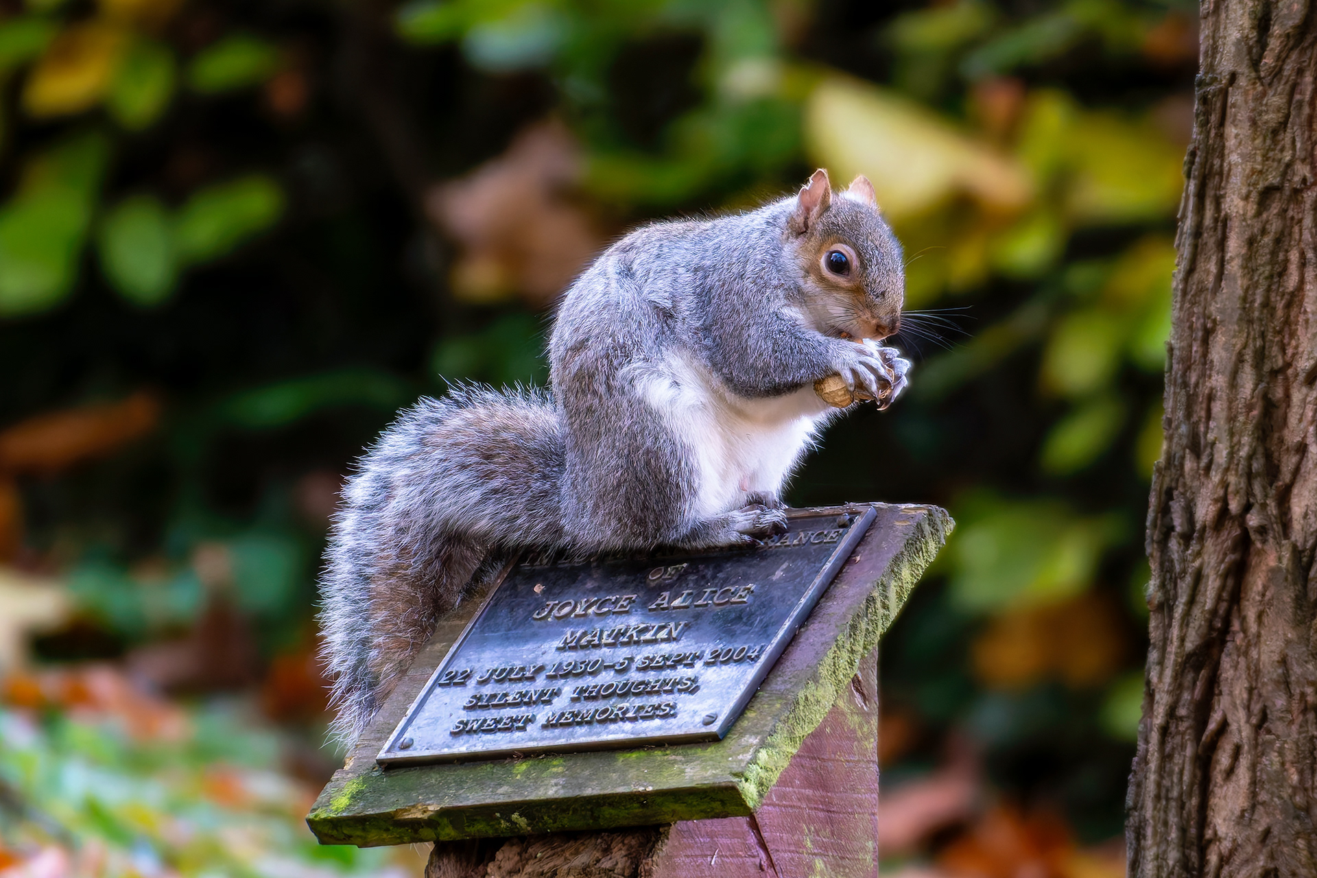 Grey Squirrel