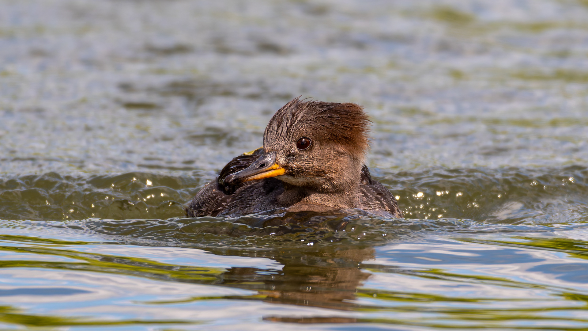 Hooded Merganser (Female)