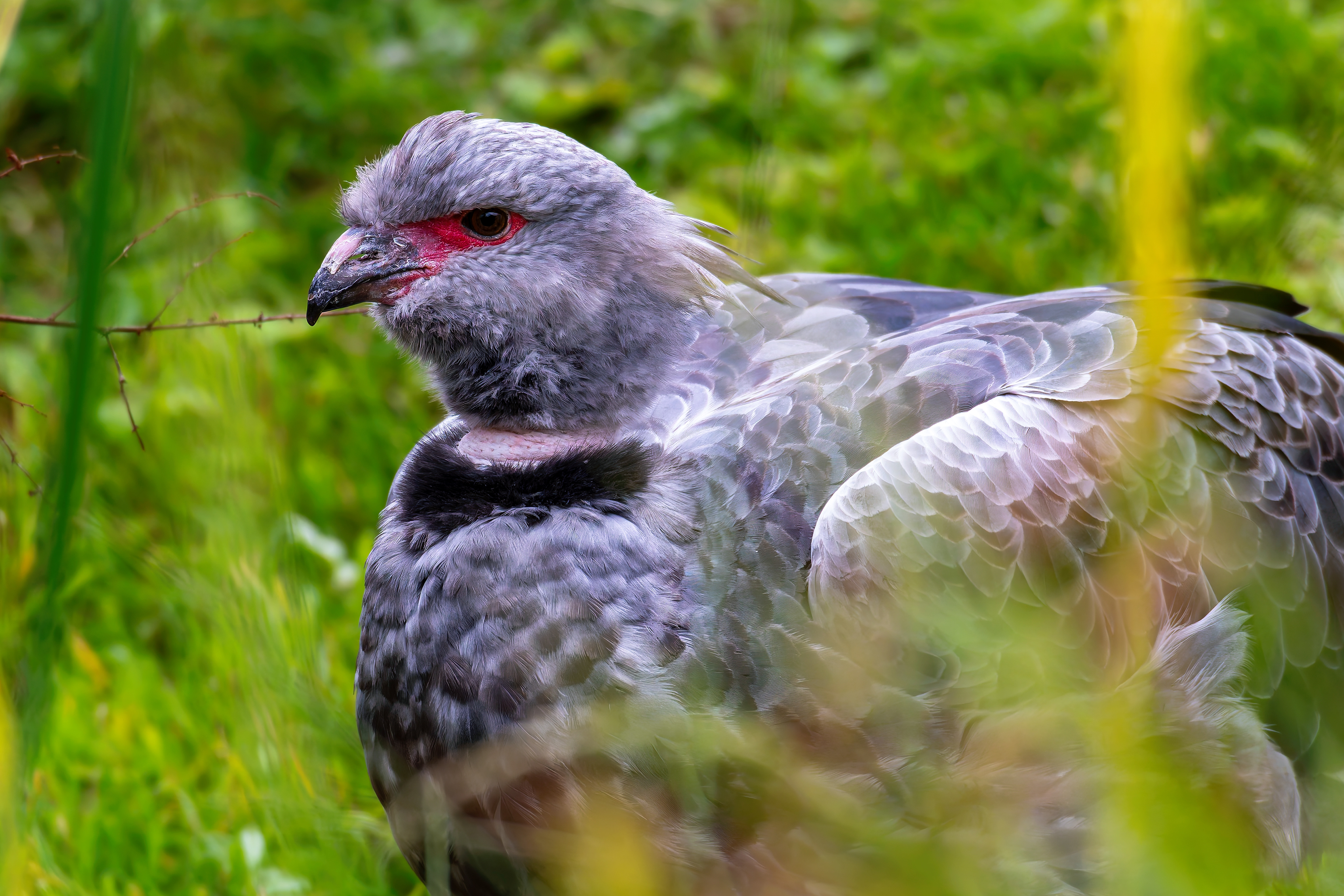 Southern Screamer