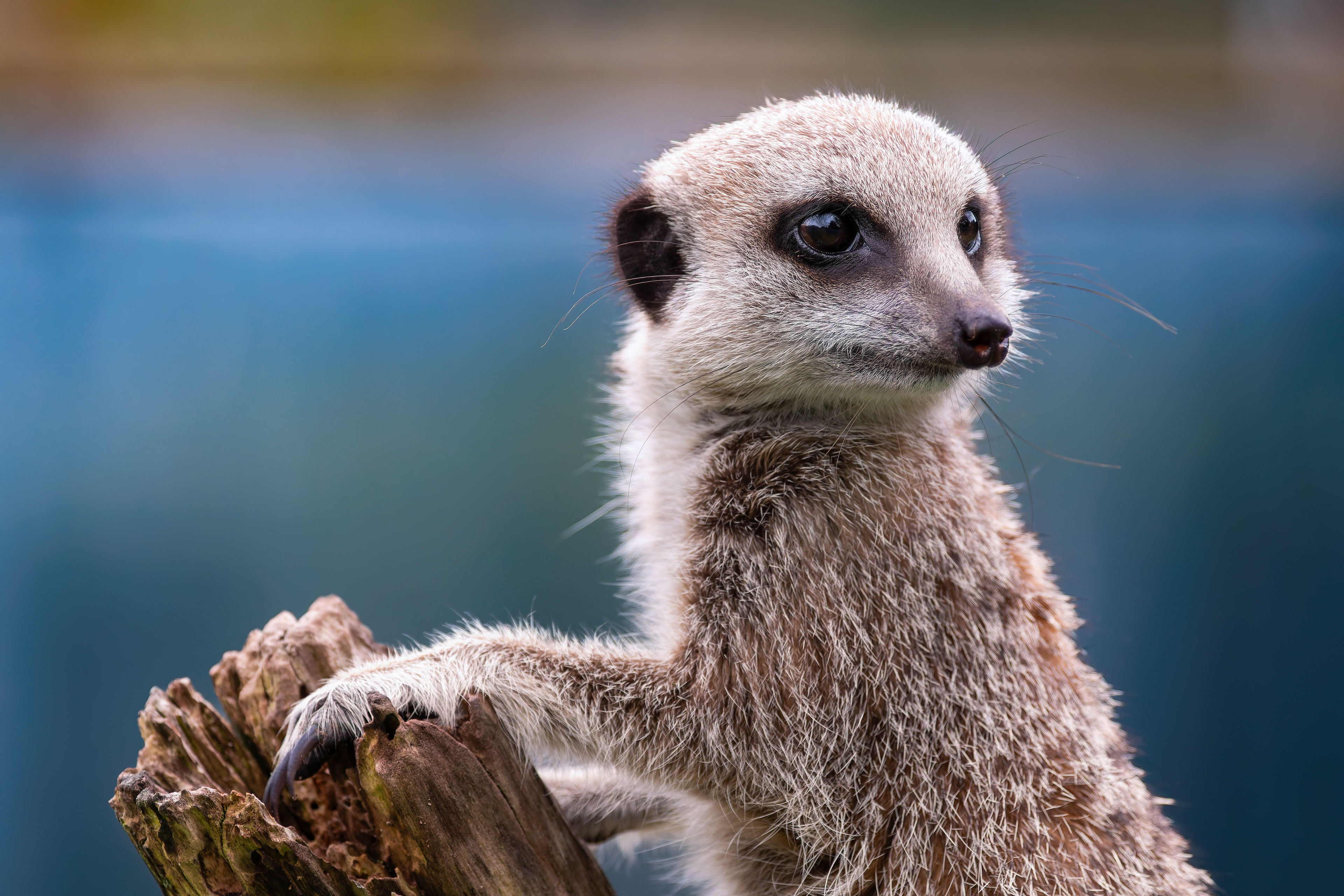 Meerkat