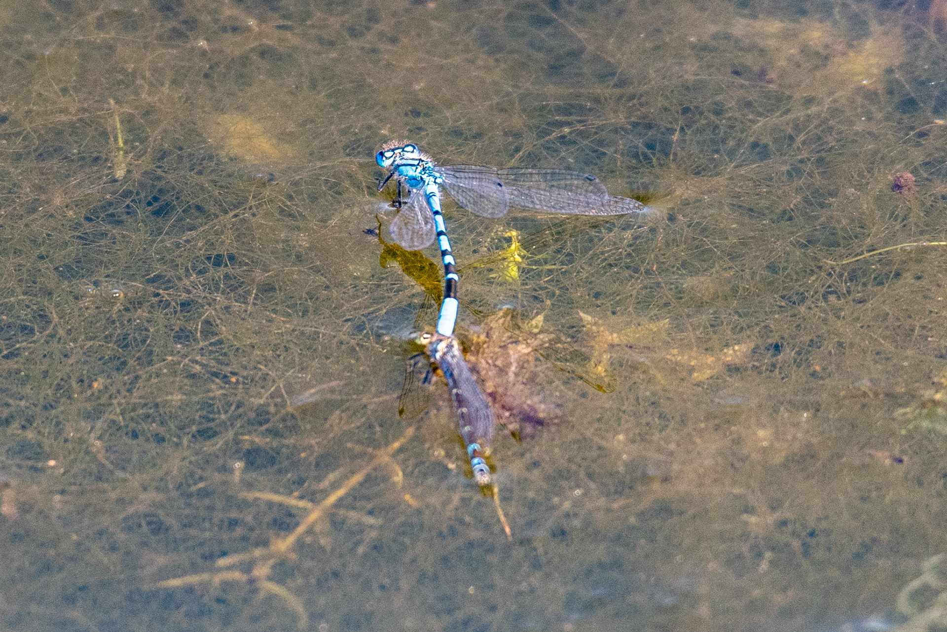 Dragonflies