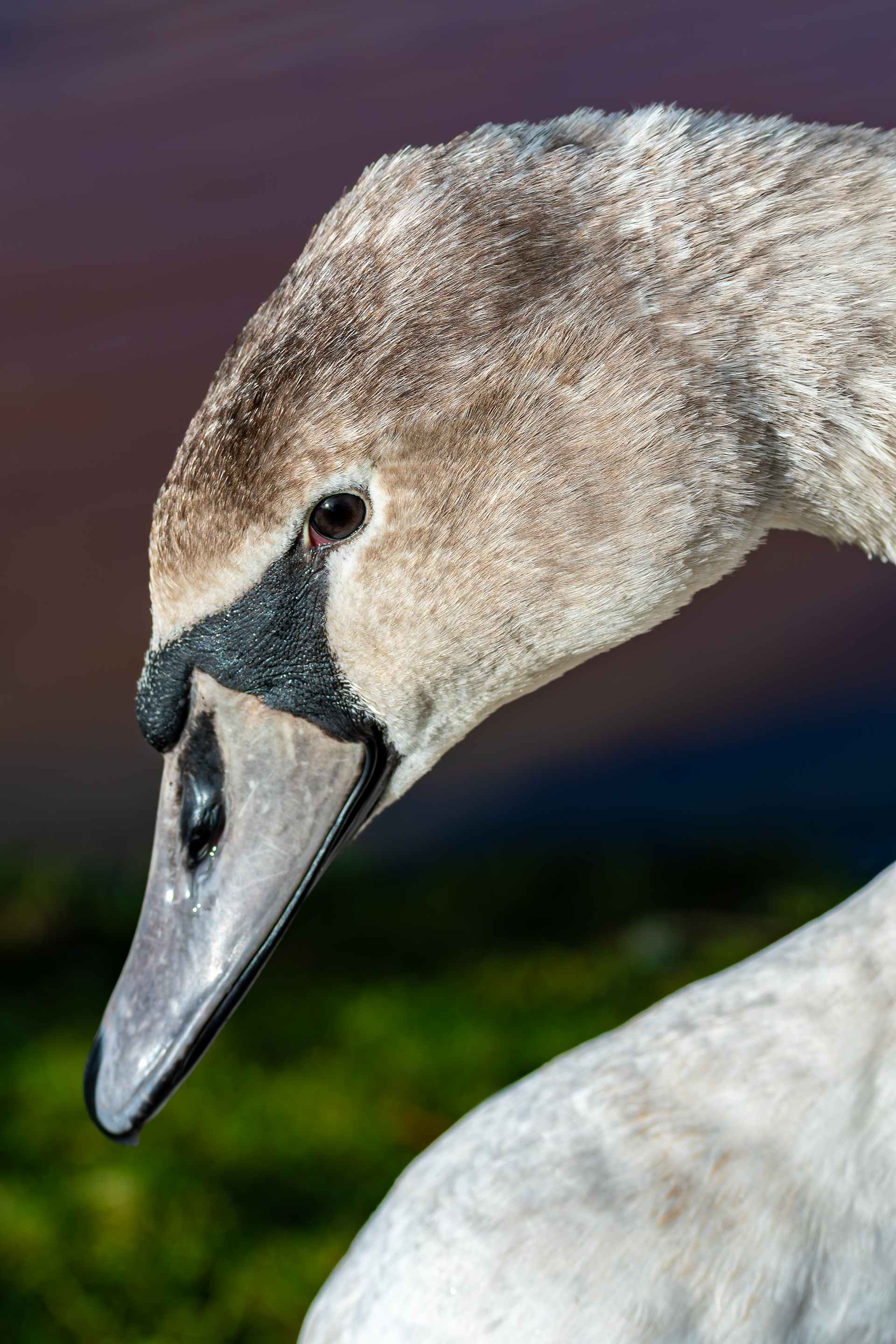 Mute Swan