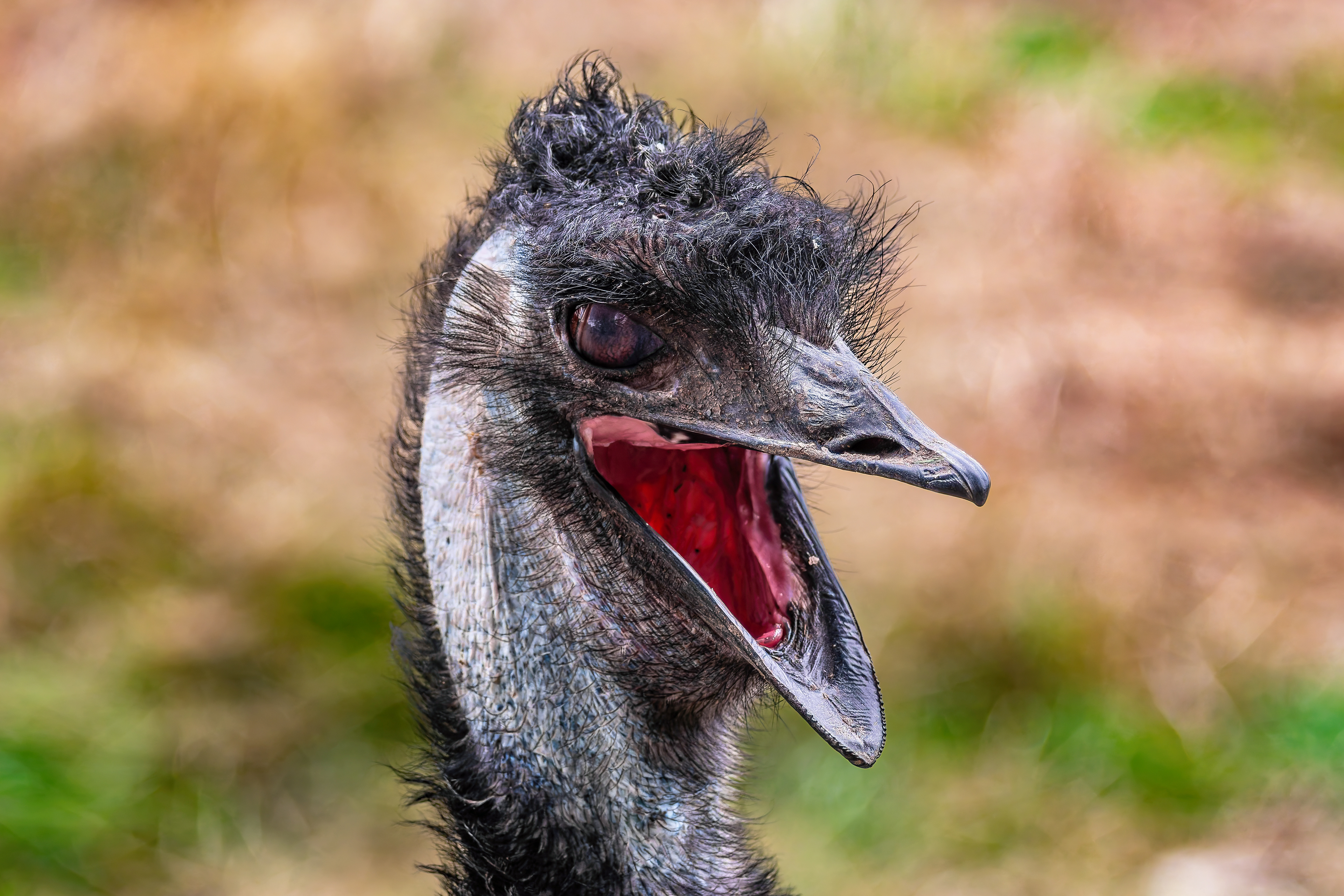 Emu