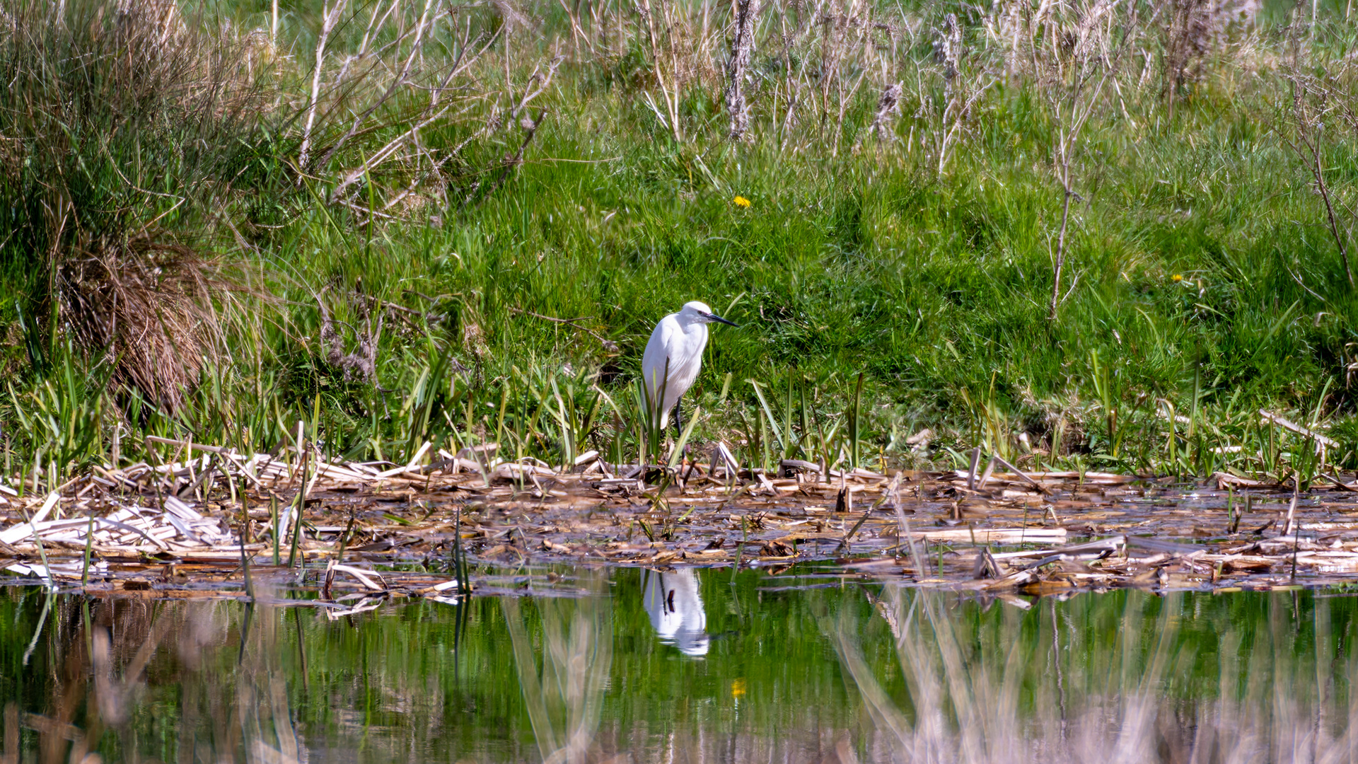 Little Egret