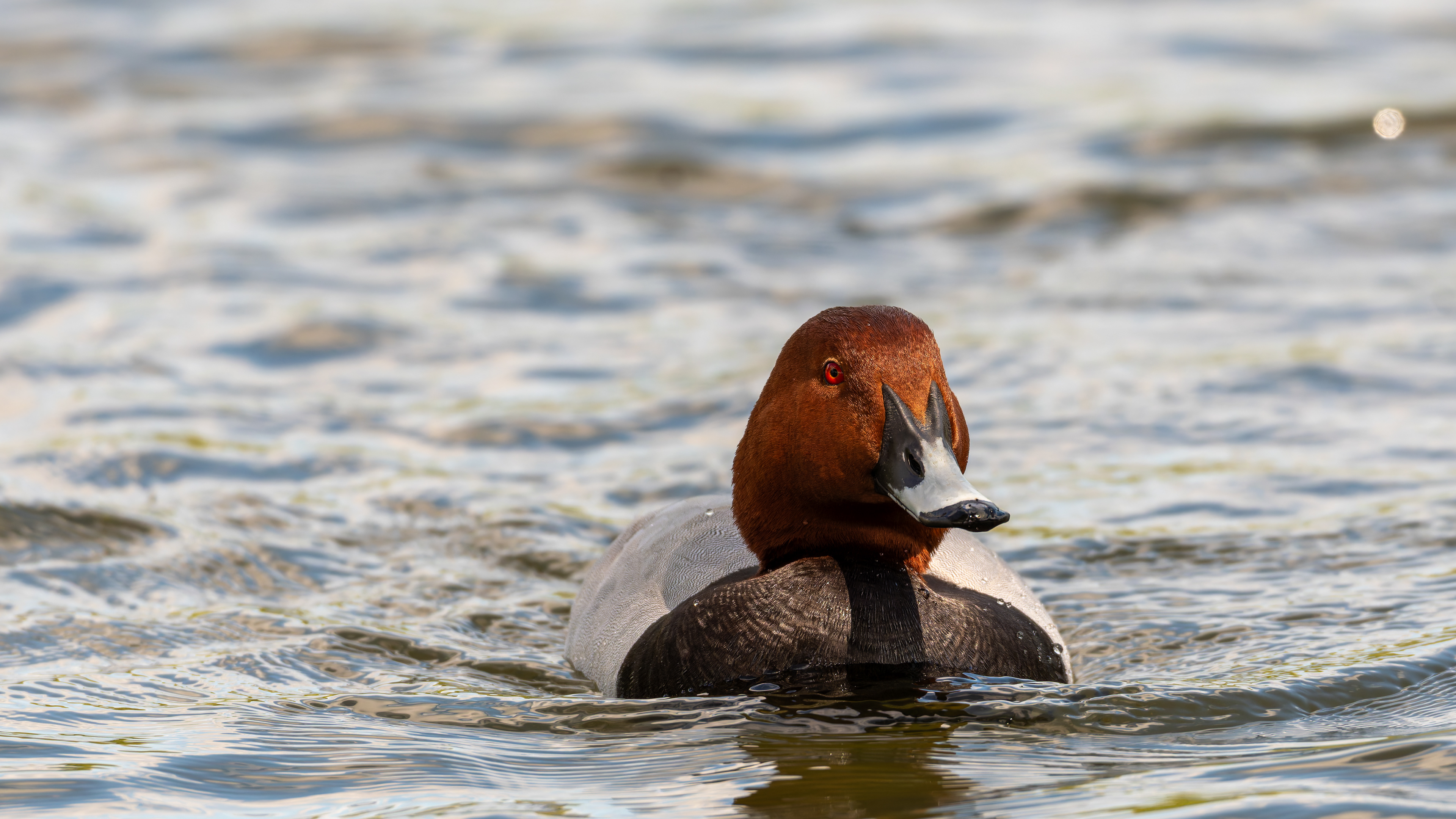 Common Pochard (Male)