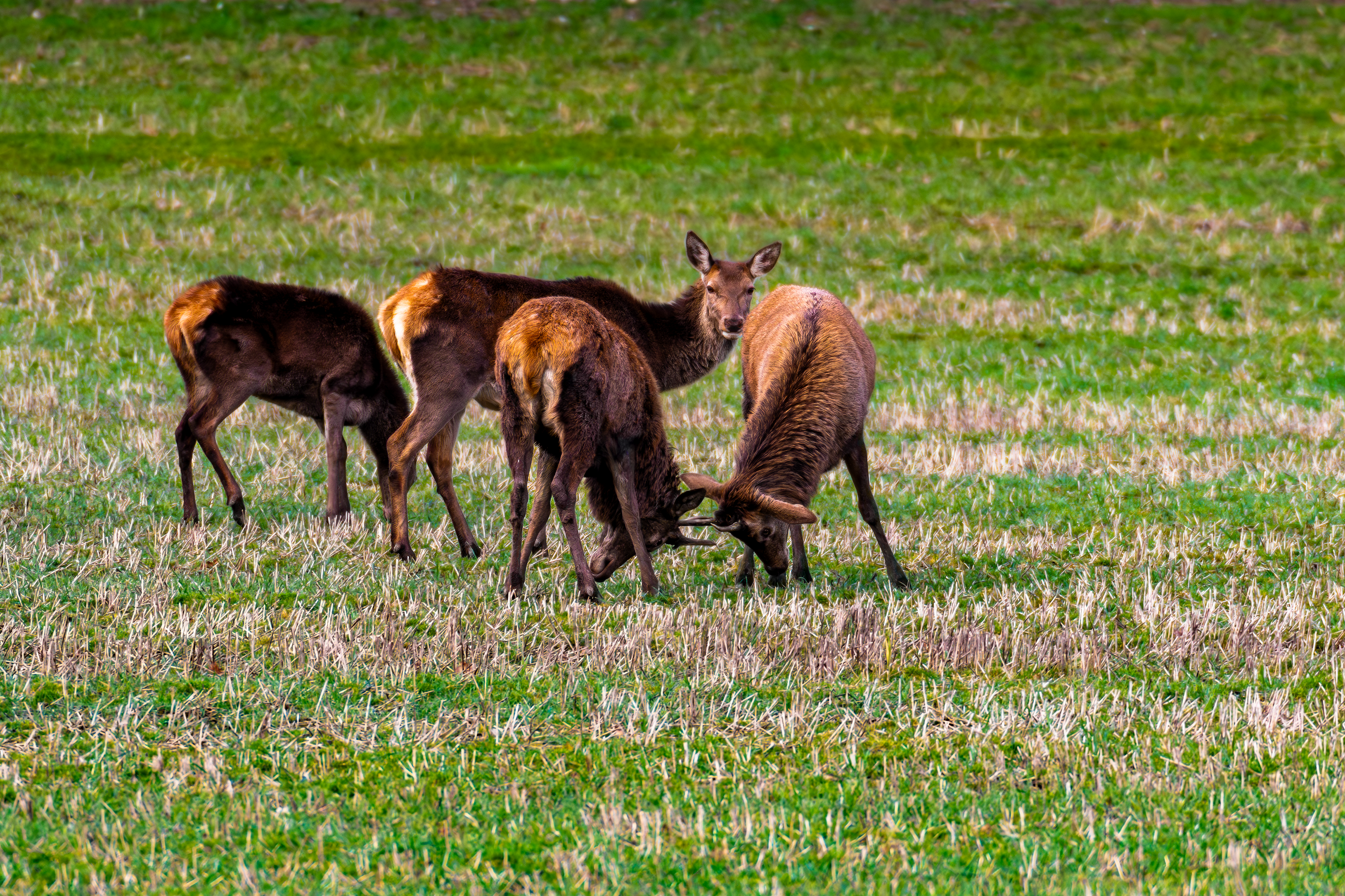 Red Deer