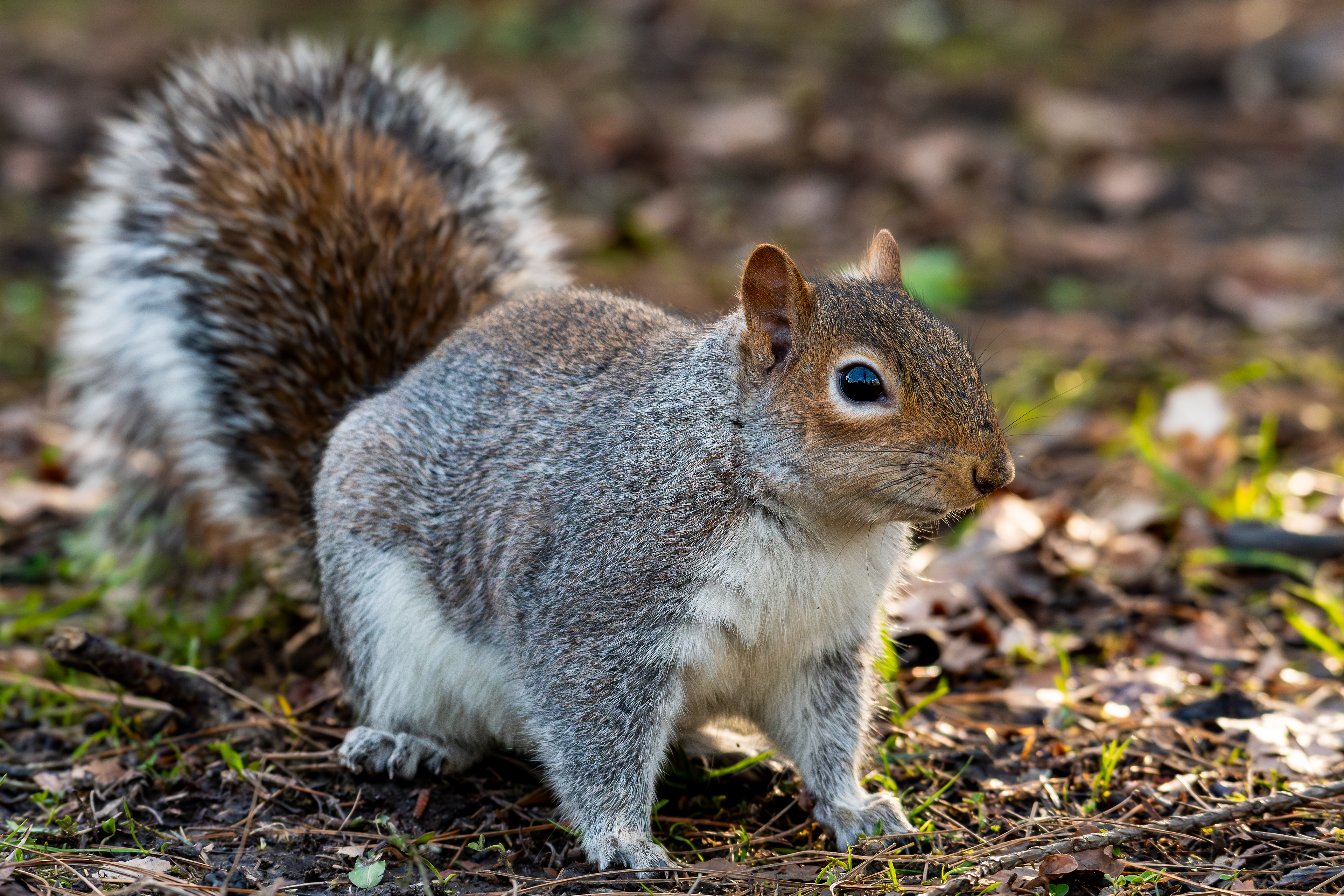 Grey Squirrel