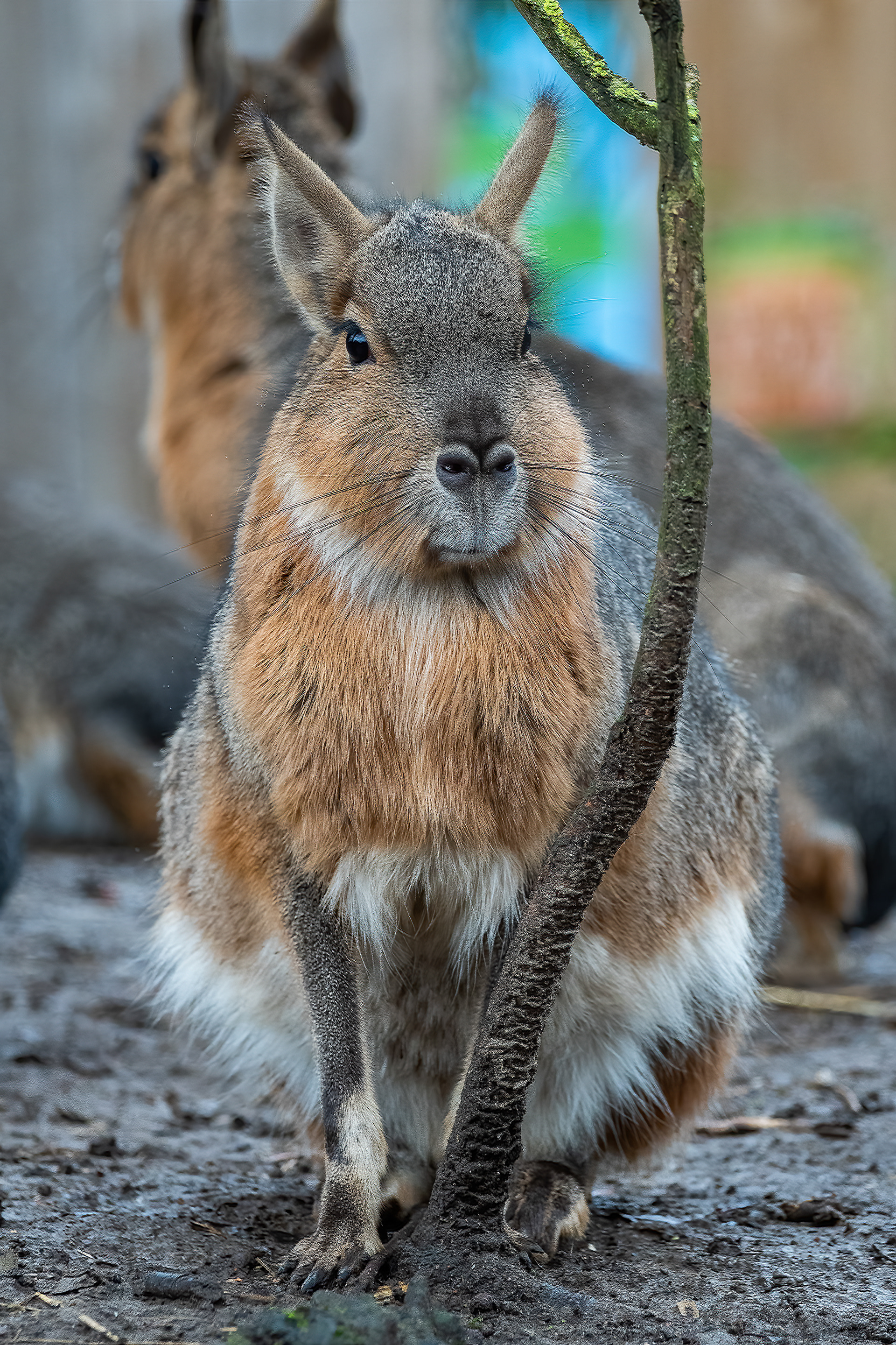 Mara