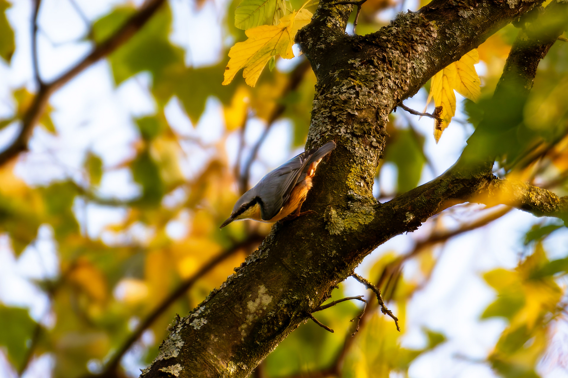 Nuthatch