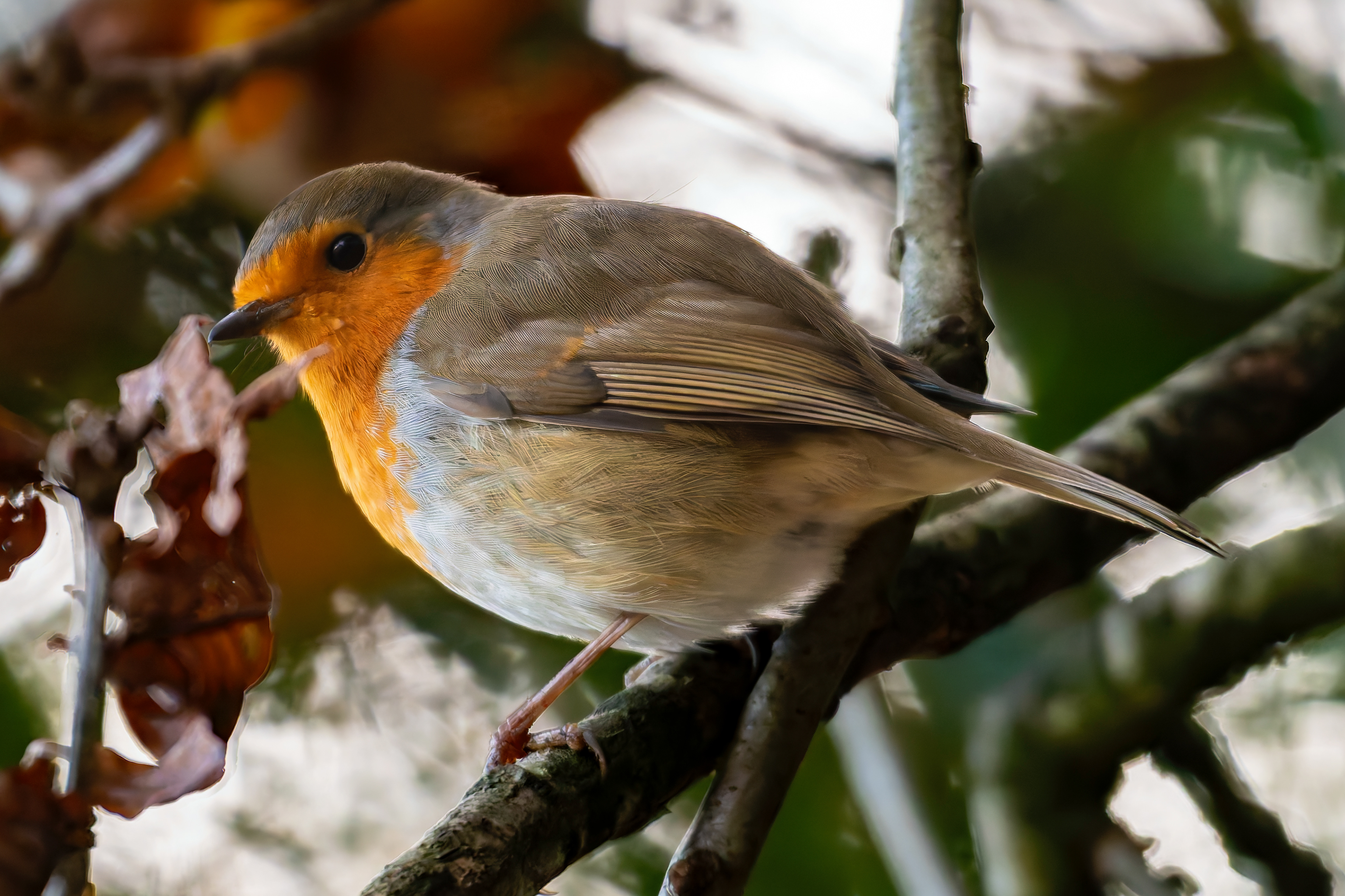 Robin