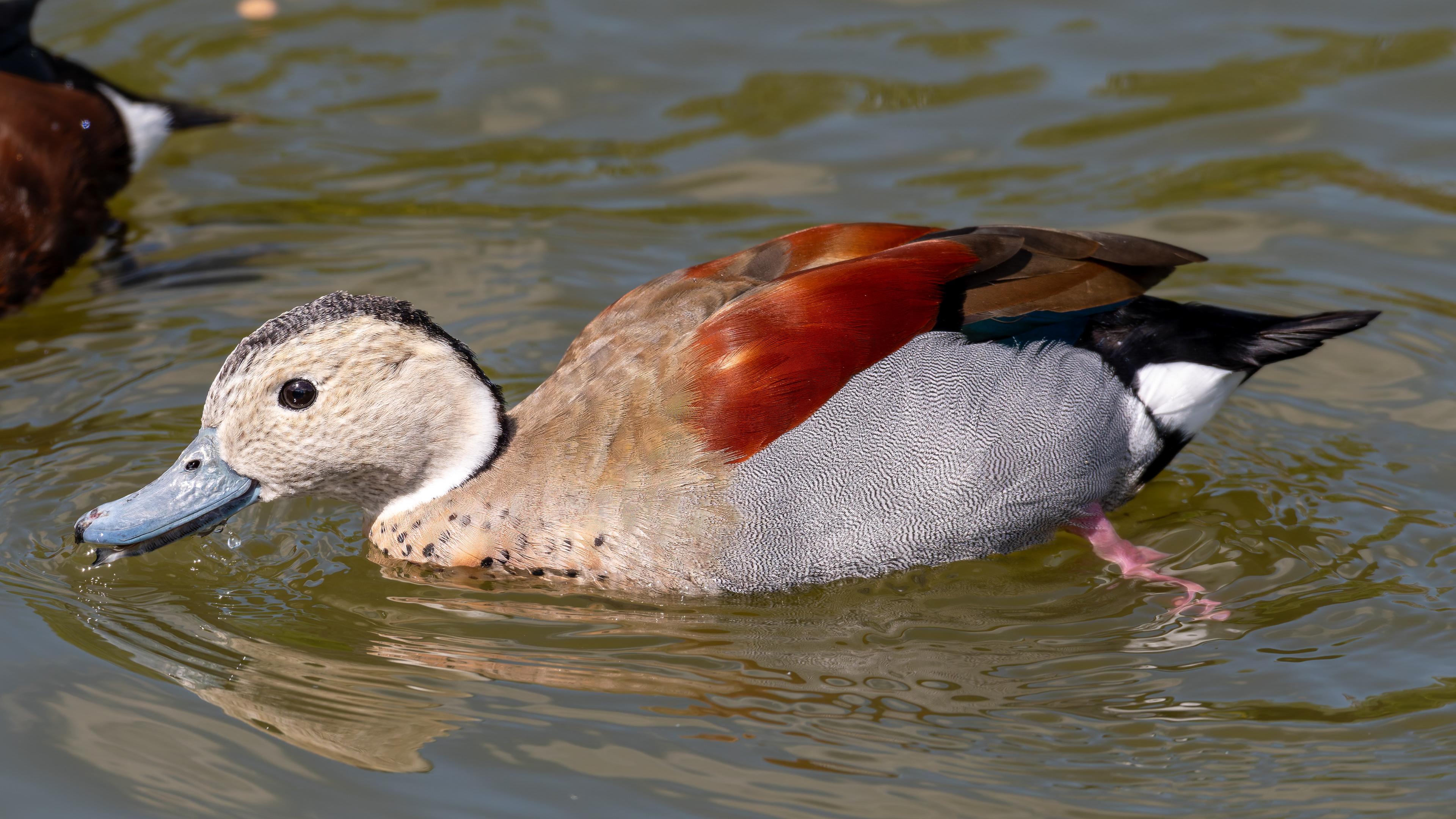 Ringed Teal (Male)