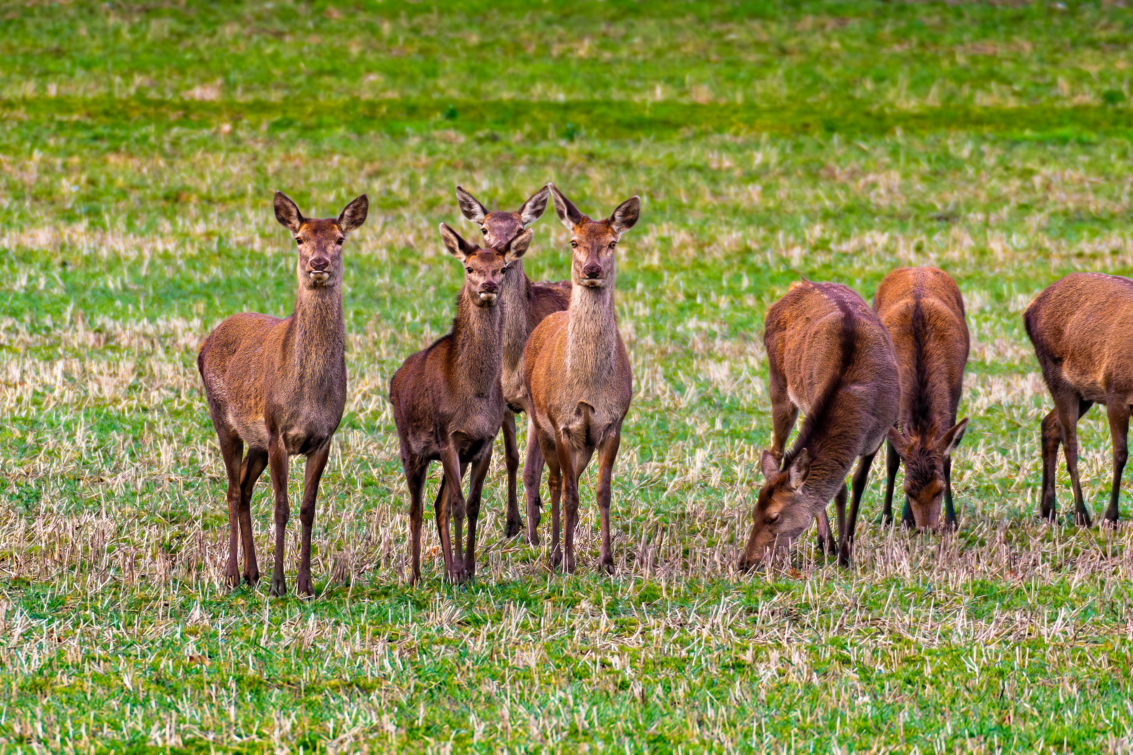 Roe Deer