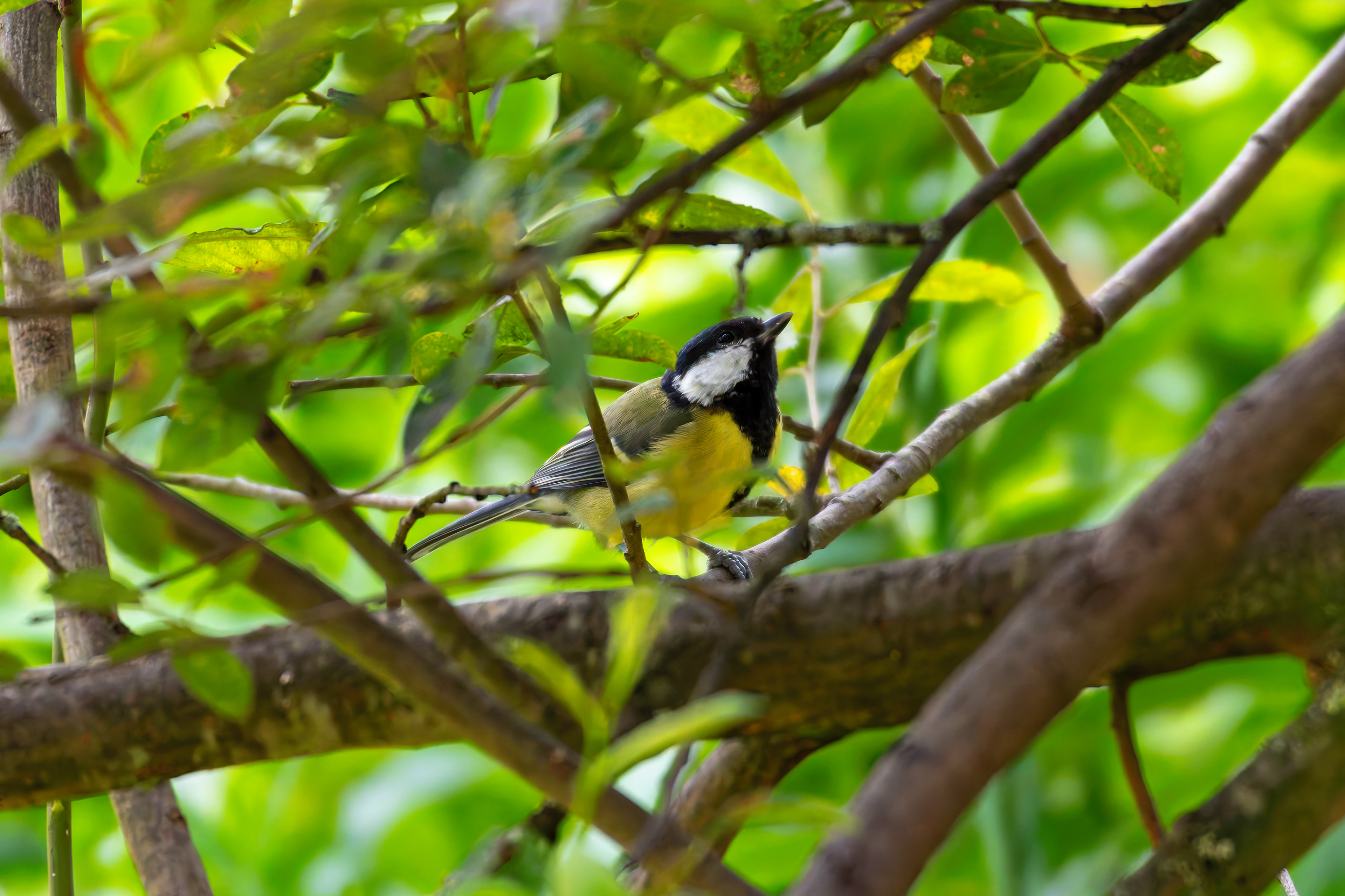 Great Tit
