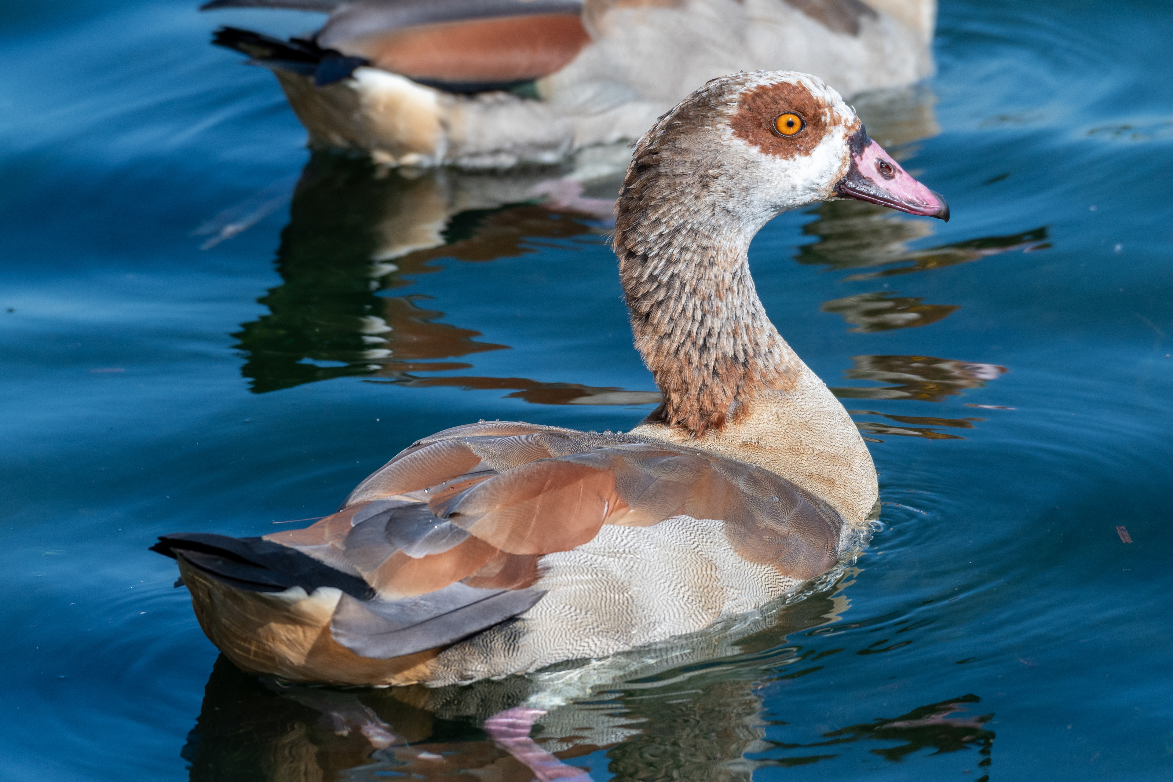 Egyptian Geese
