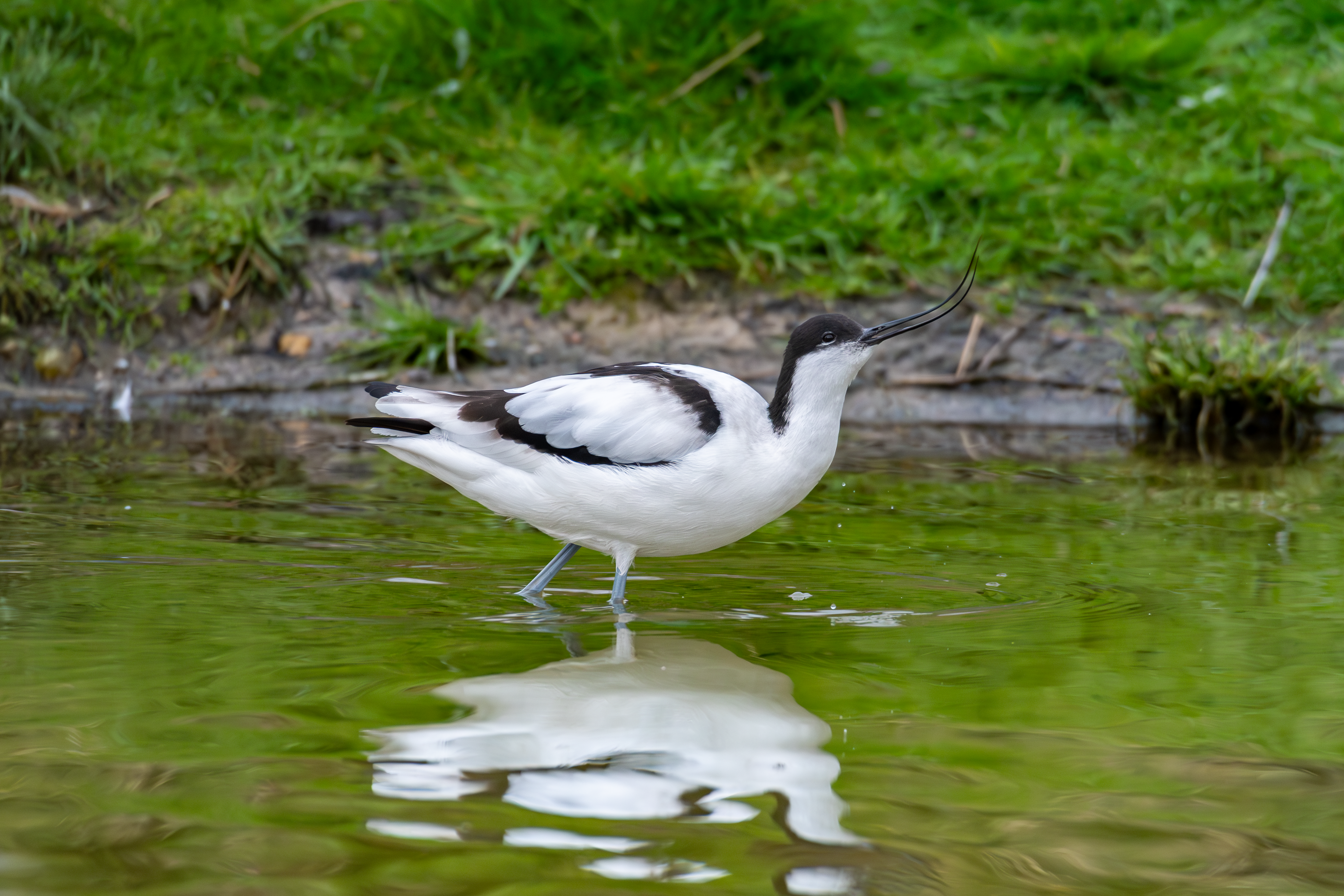 Avocet