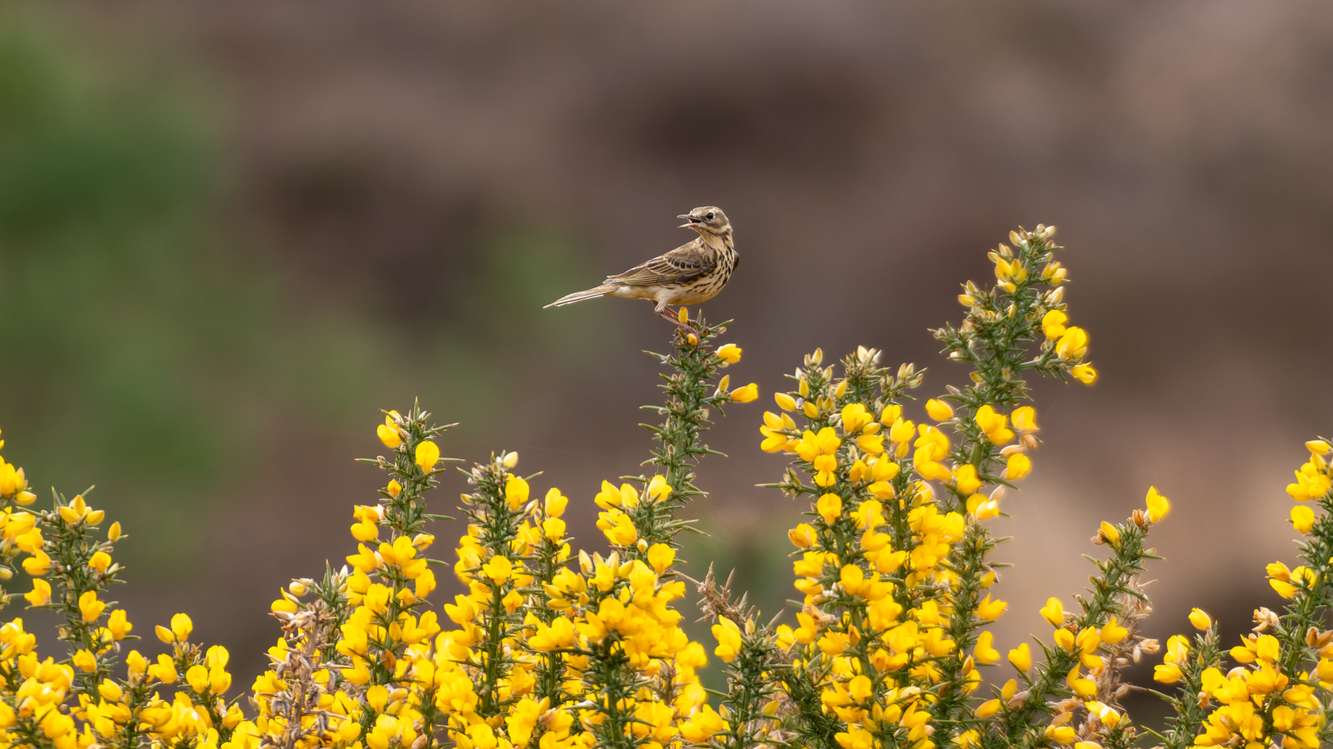 Tree Pipit