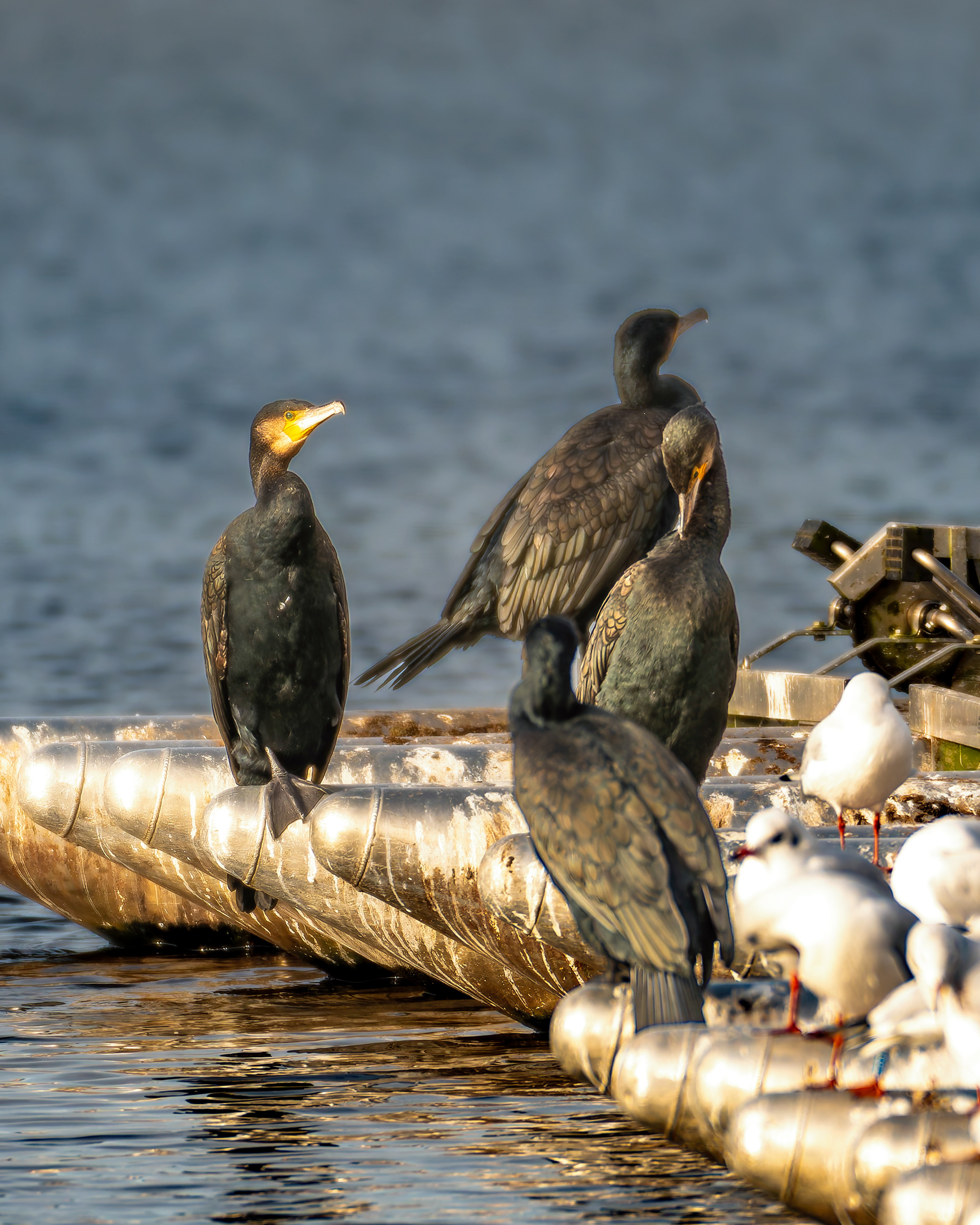 Cormorants