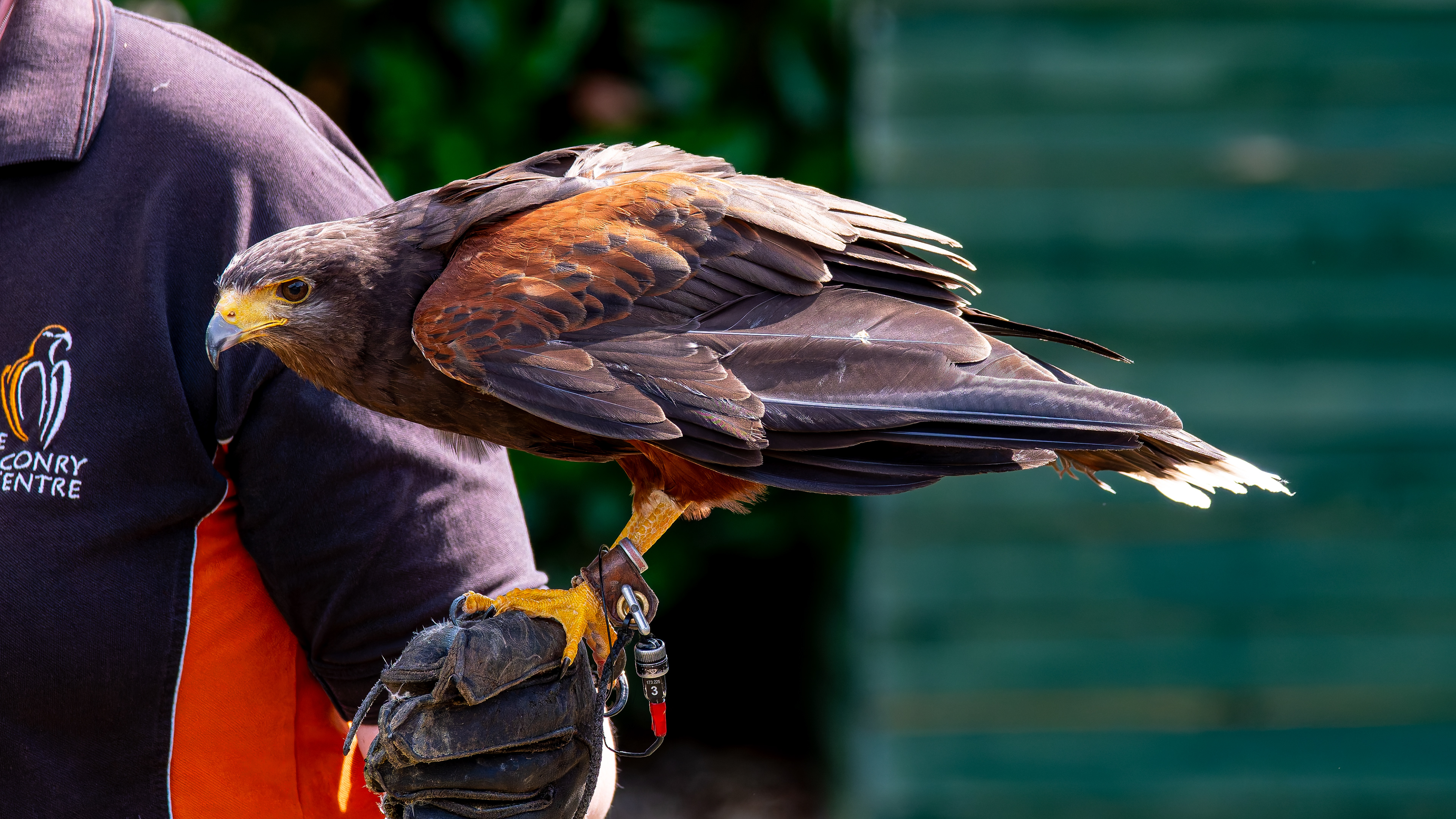 Harris Hawk