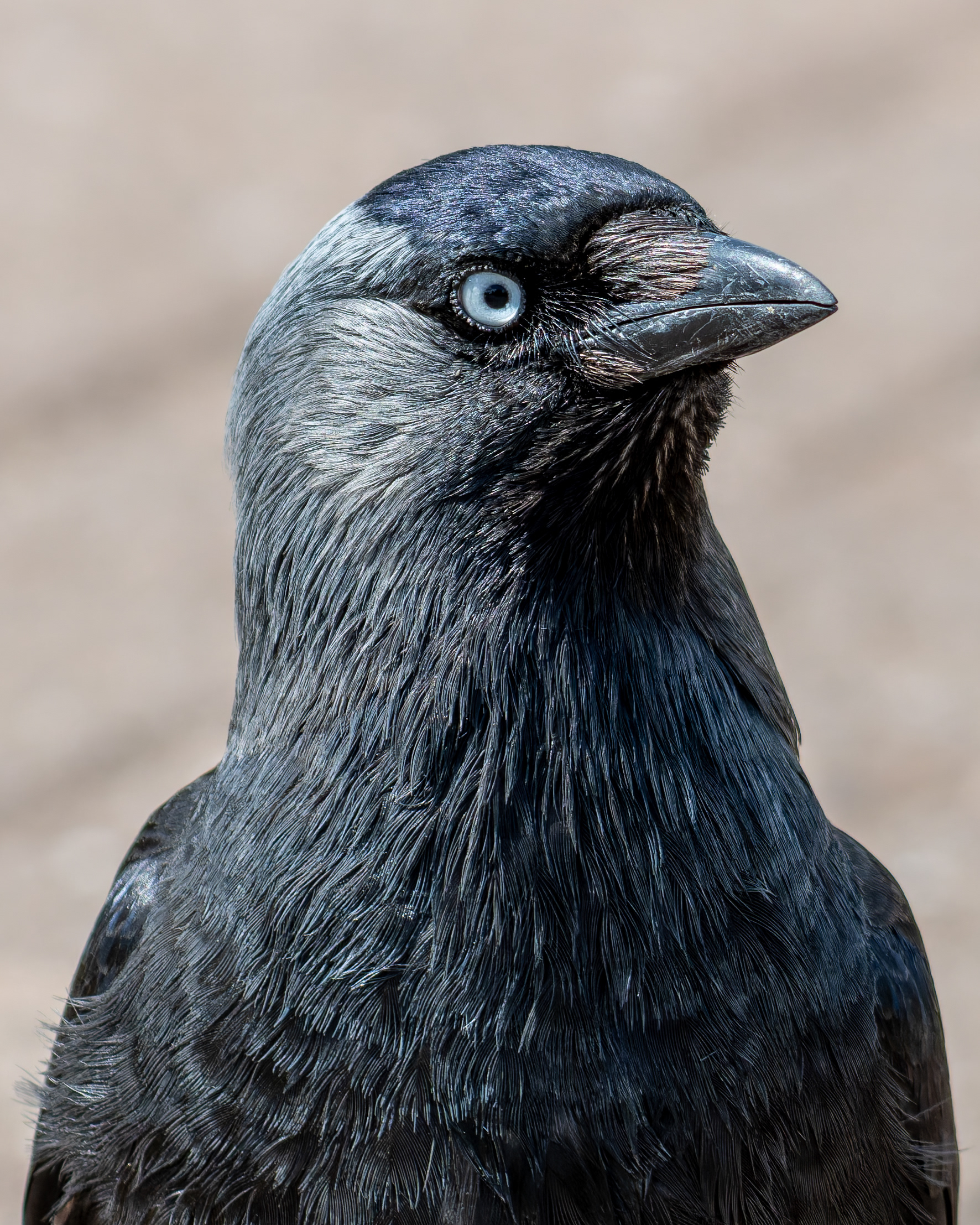 Jackdaw