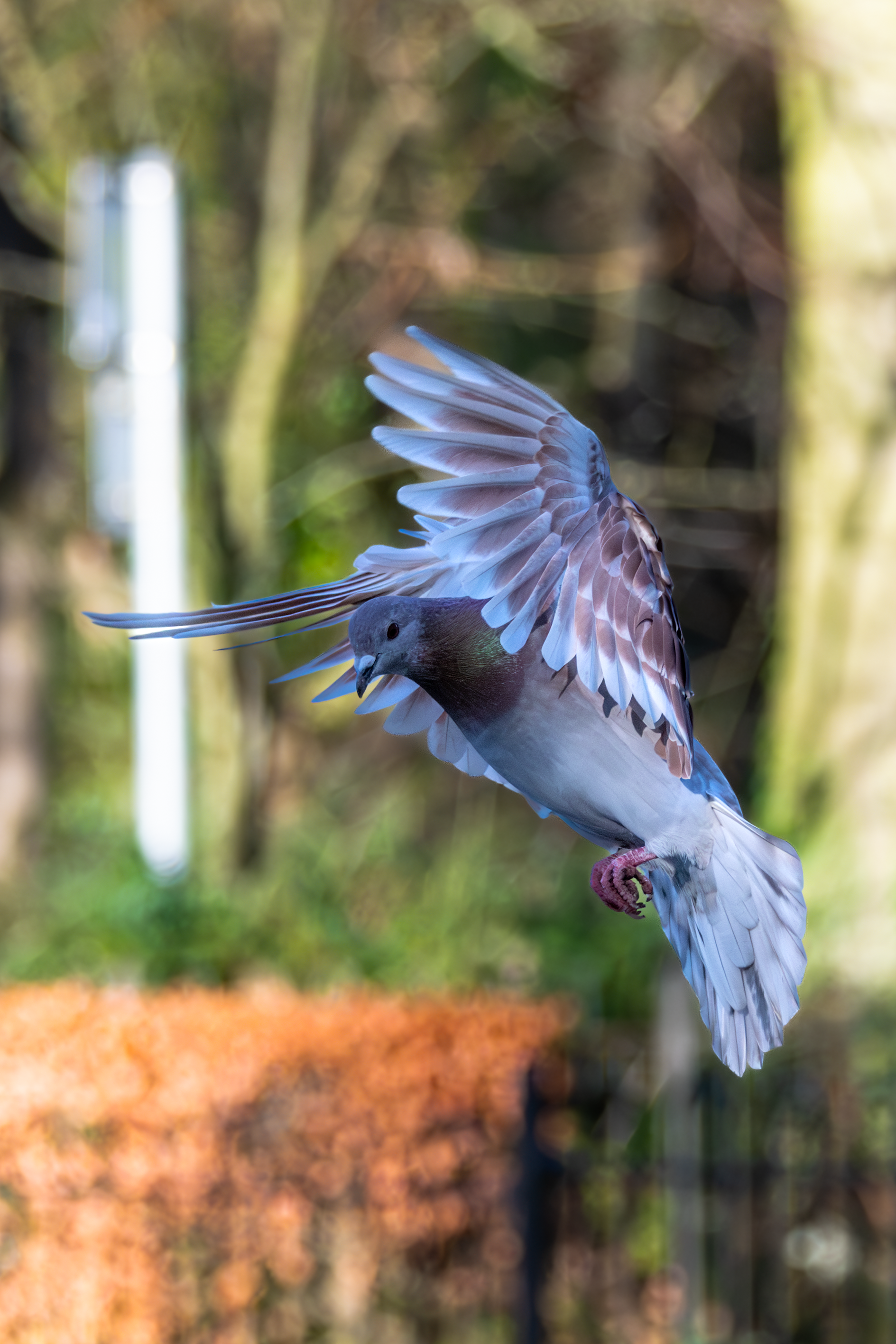 Rock Dove