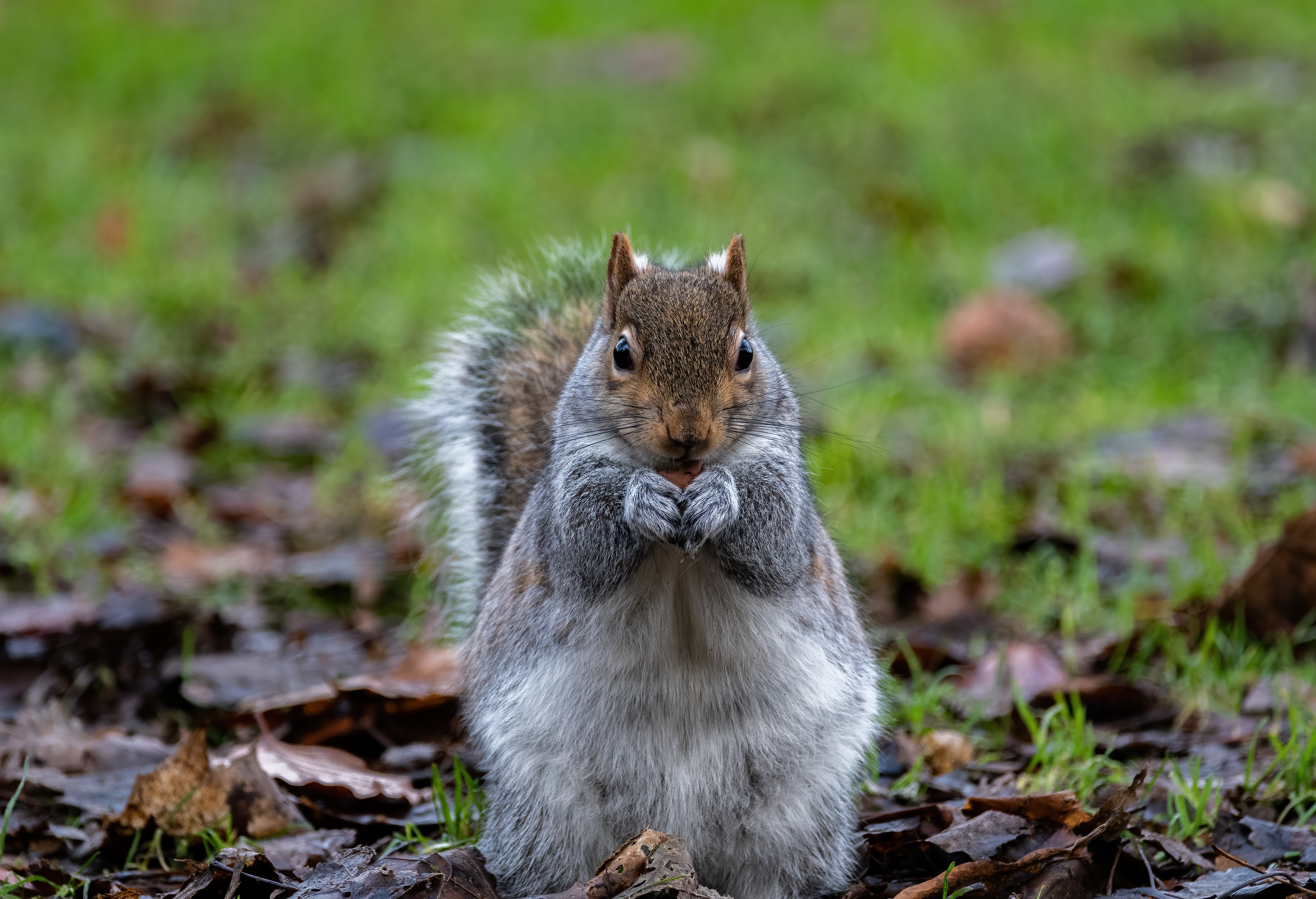 Grey Squirrel