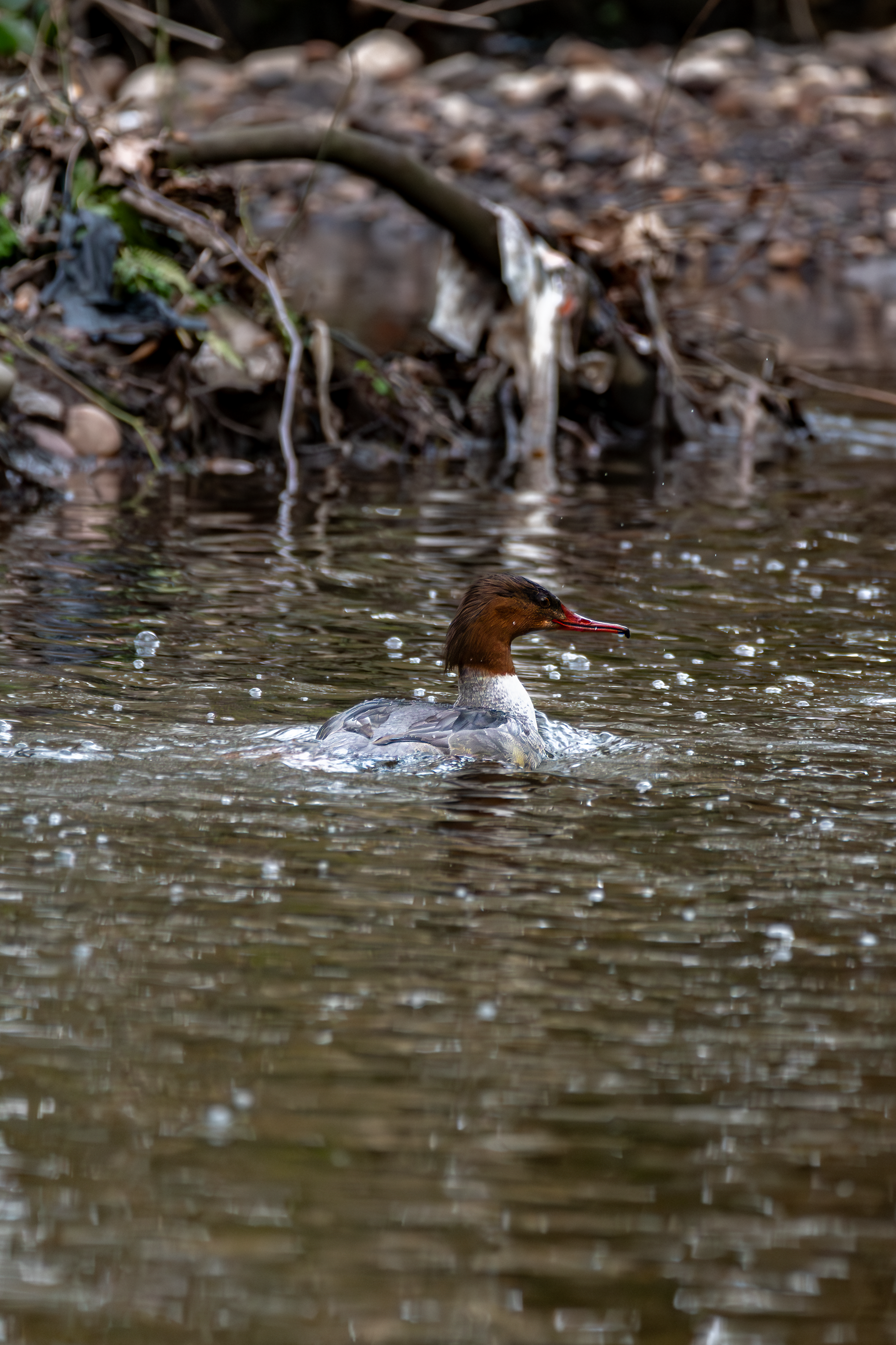 Common Merganser