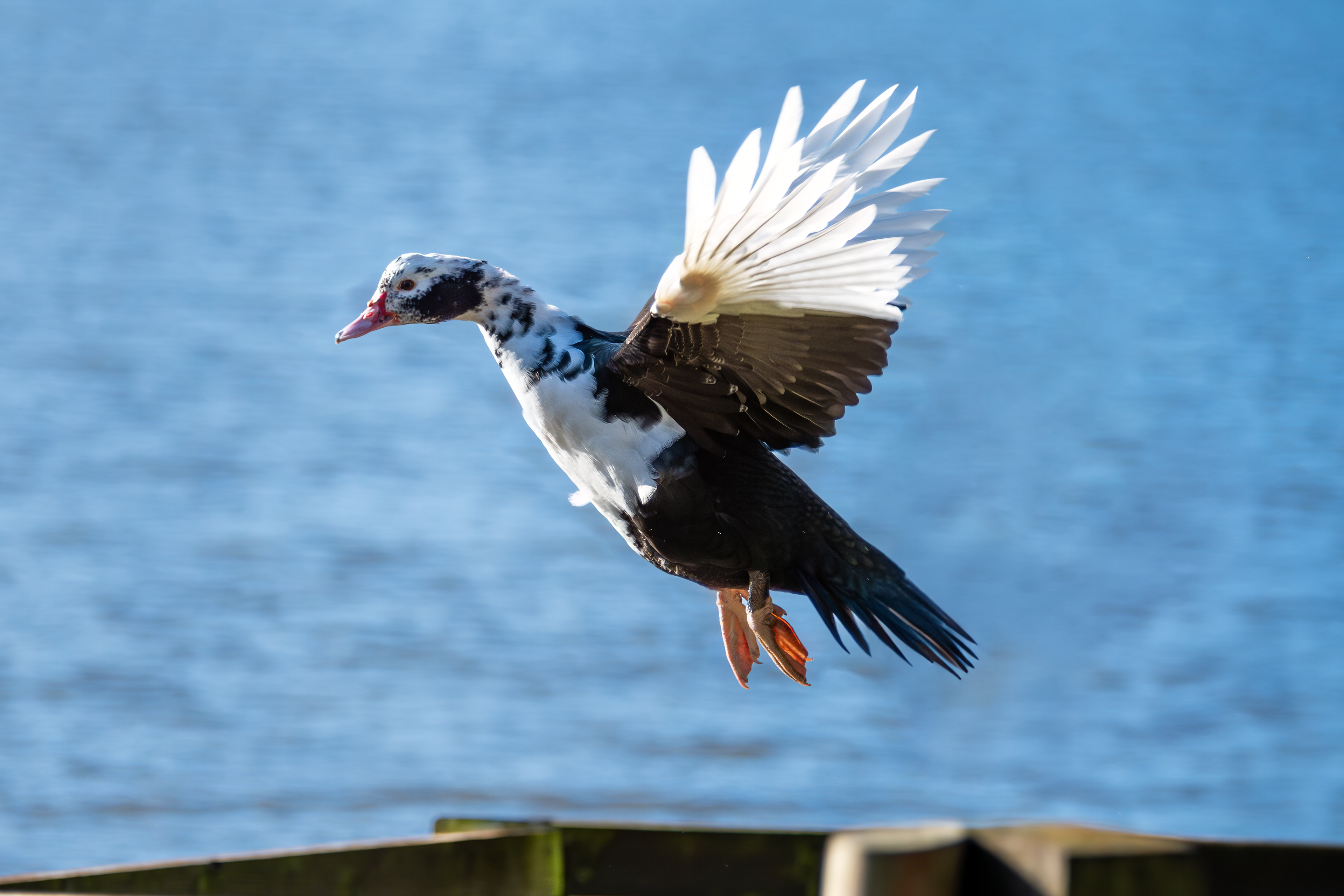 Muscovy Duck
