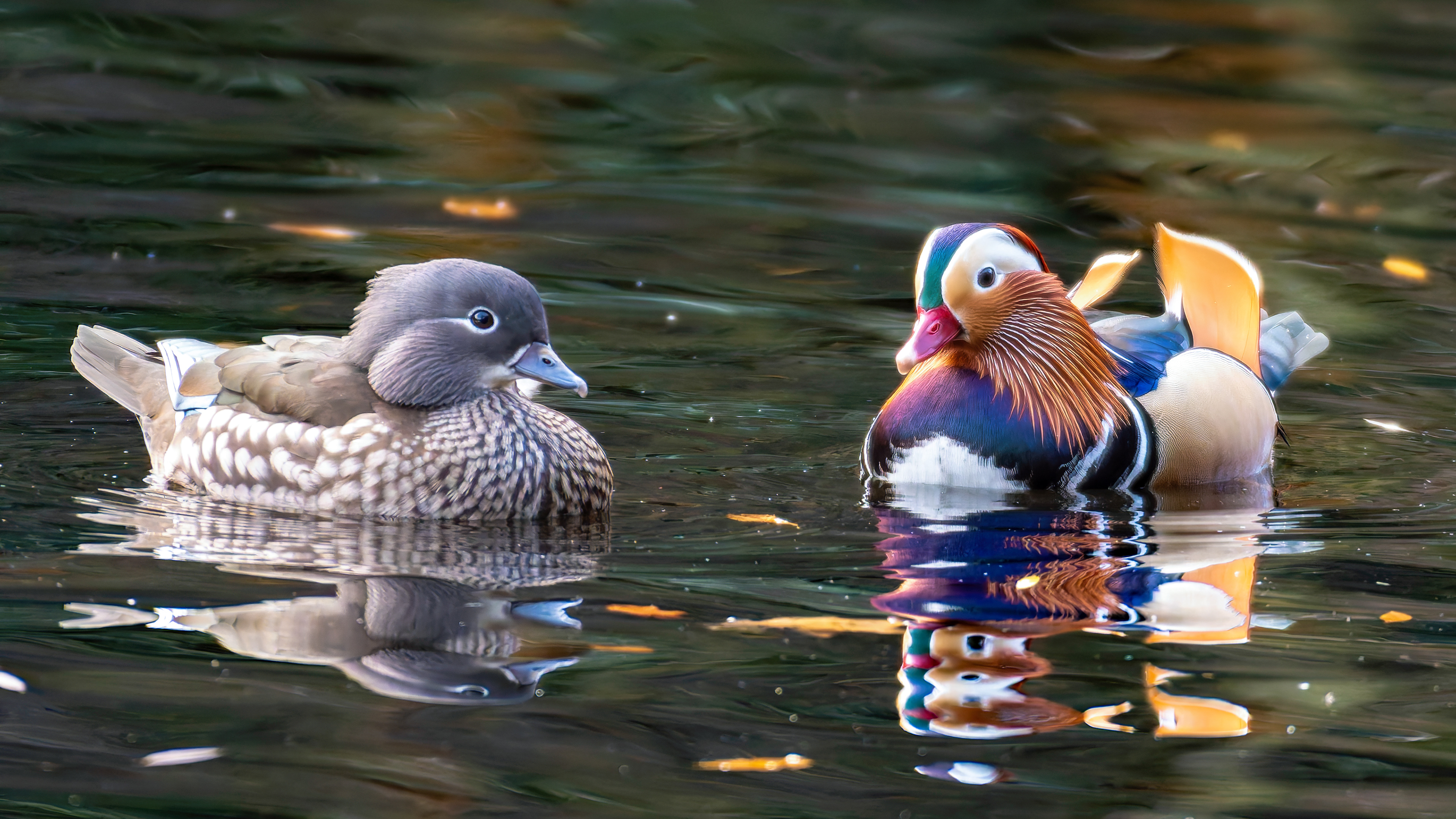 Mandarin Ducks