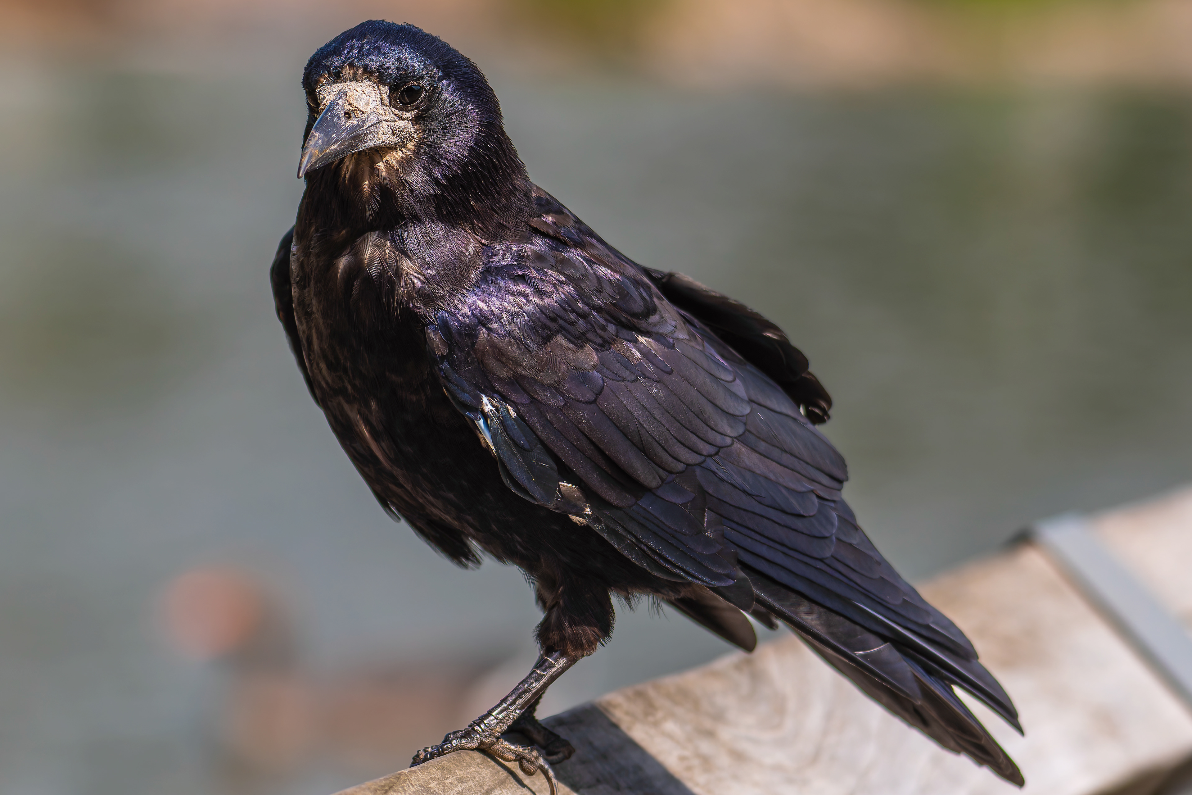 Rook