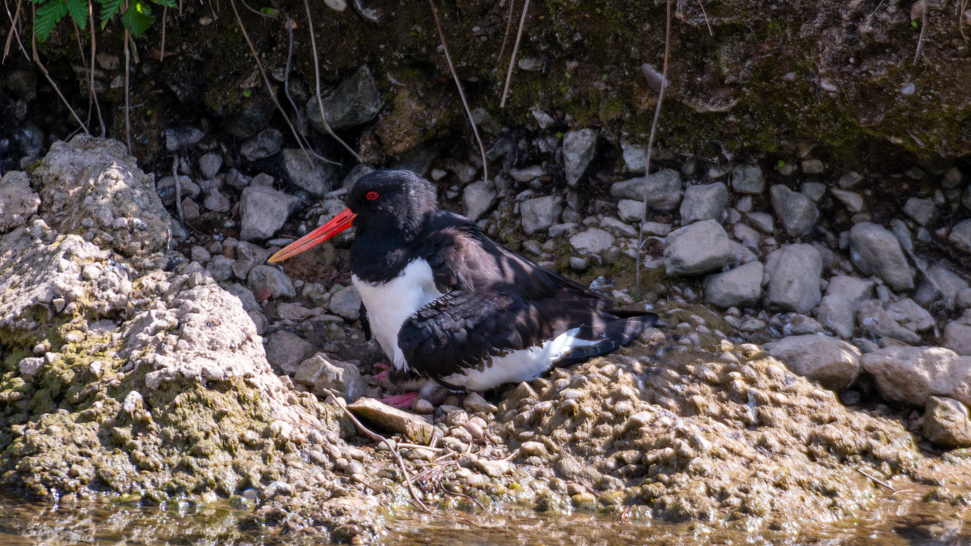 Eurasian Oystercatcher