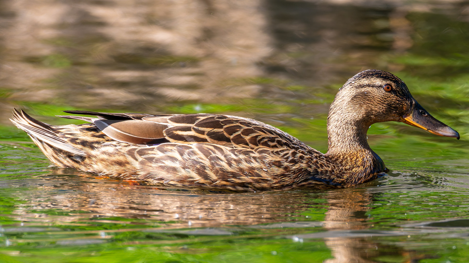 Mallard (Female)