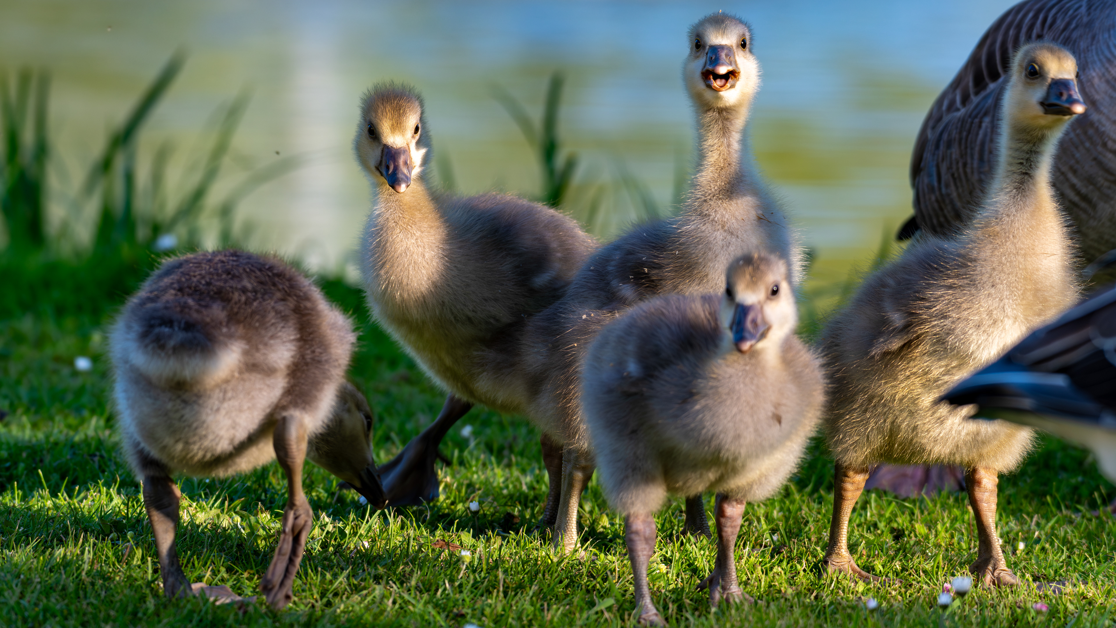 Greylag Goslings