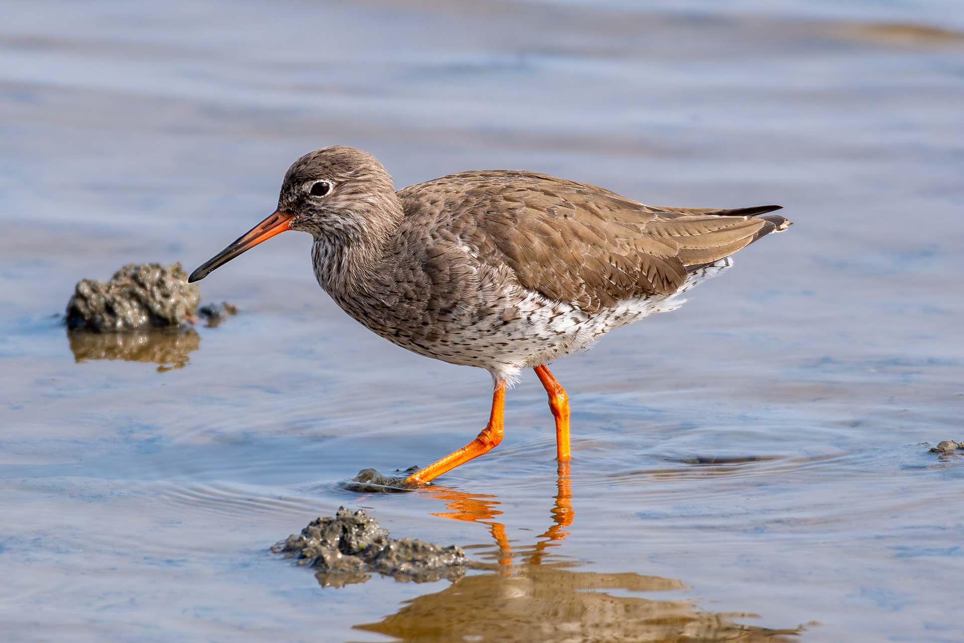 Redshank