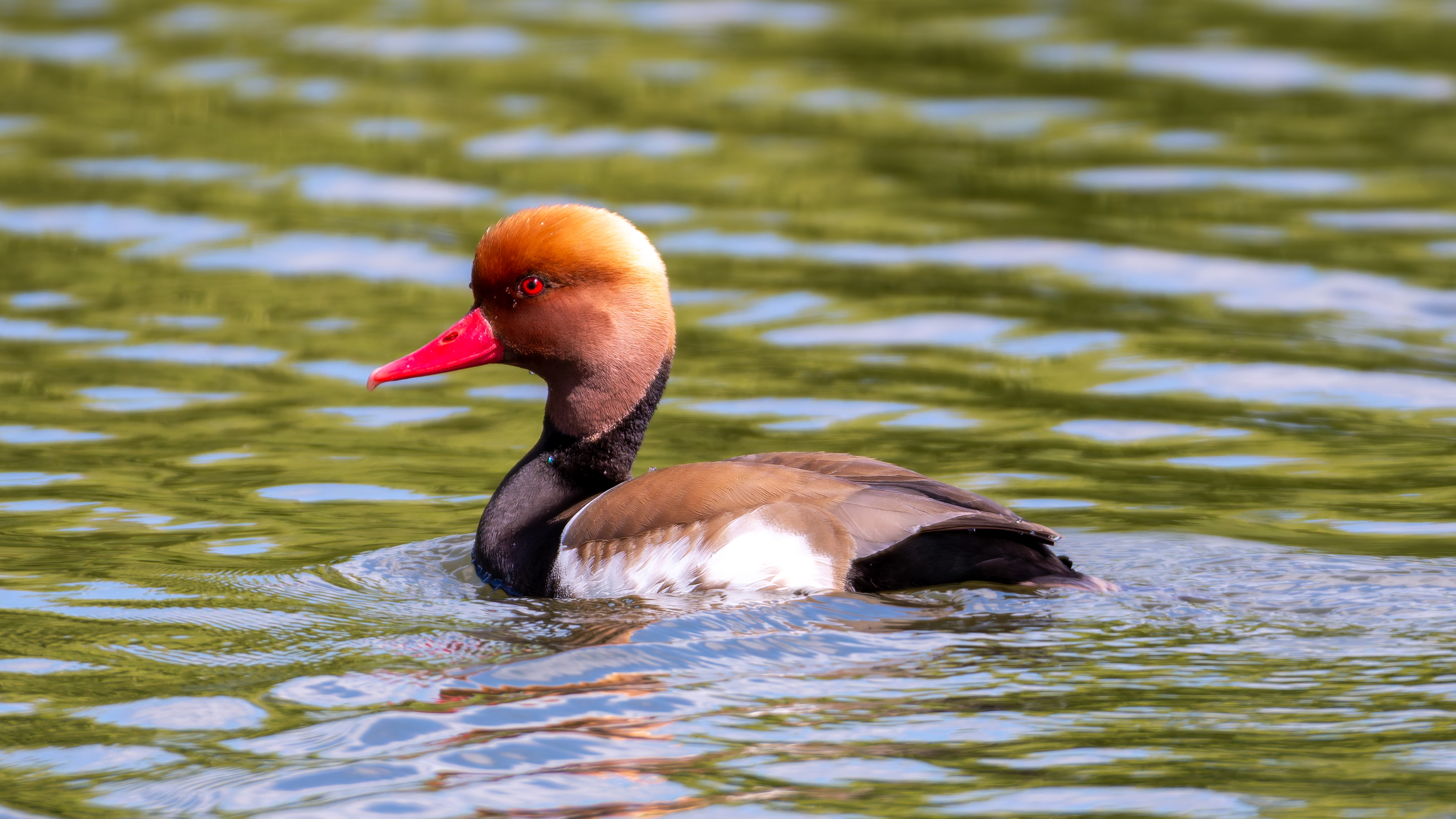 Red-Crested Pochard (Male)